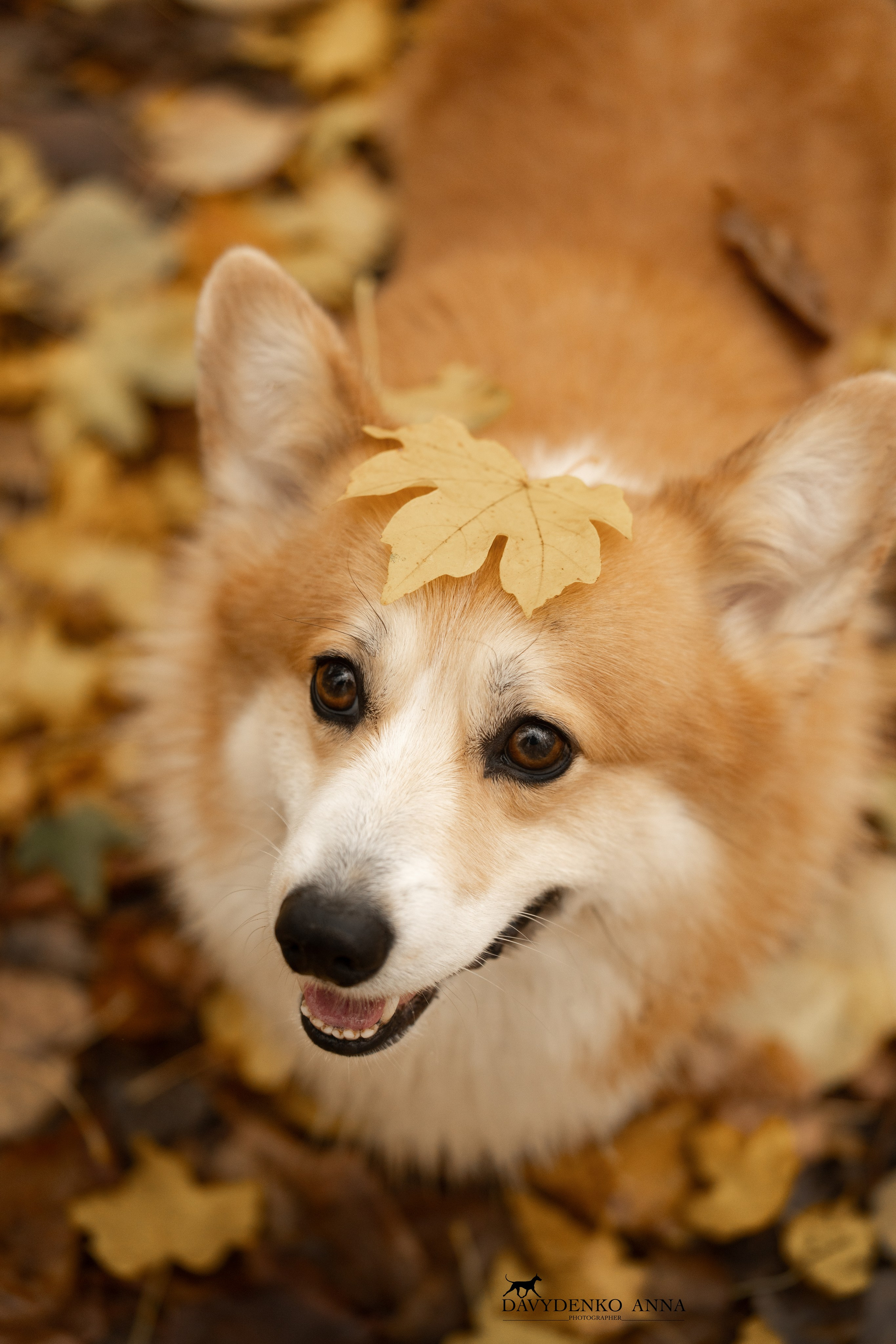 корги пемброк фотограф анималист краснодар