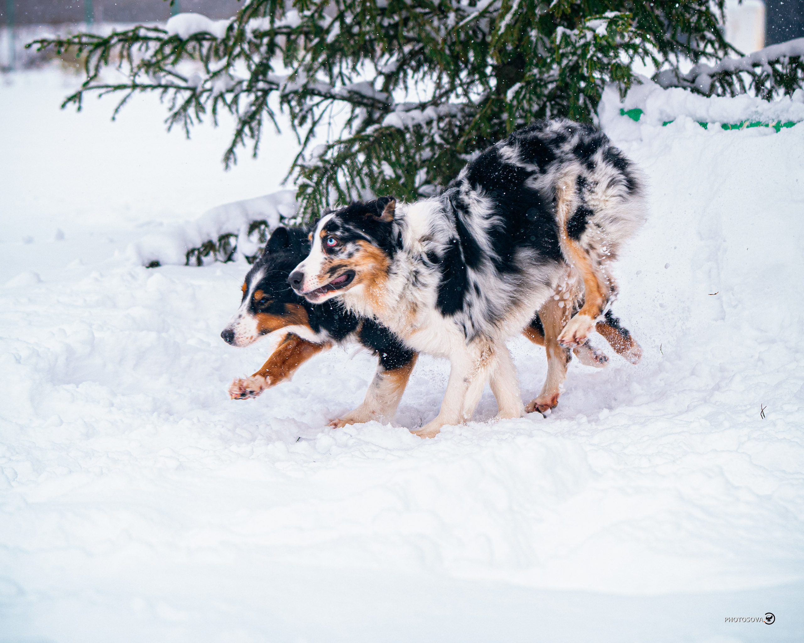ФОТОПАМЯТЬ ВАШИХ ЭМОЦИЙ. Фотограф-анималист, семейный фотограф в Москве и Подмосковье. Фотосъёмка кинологических дисциплин