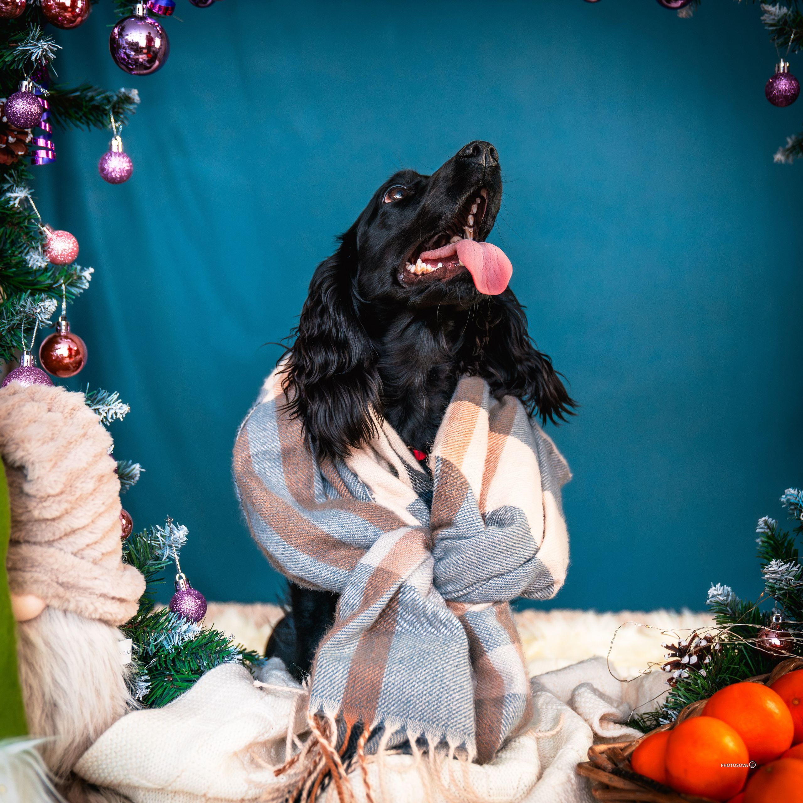 ФОТОПАМЯТЬ ВАШИХ ЭМОЦИЙ. Фотограф-анималист, семейный фотограф в Москве и Подмосковье. Фотосъёмка кинологических дисциплин