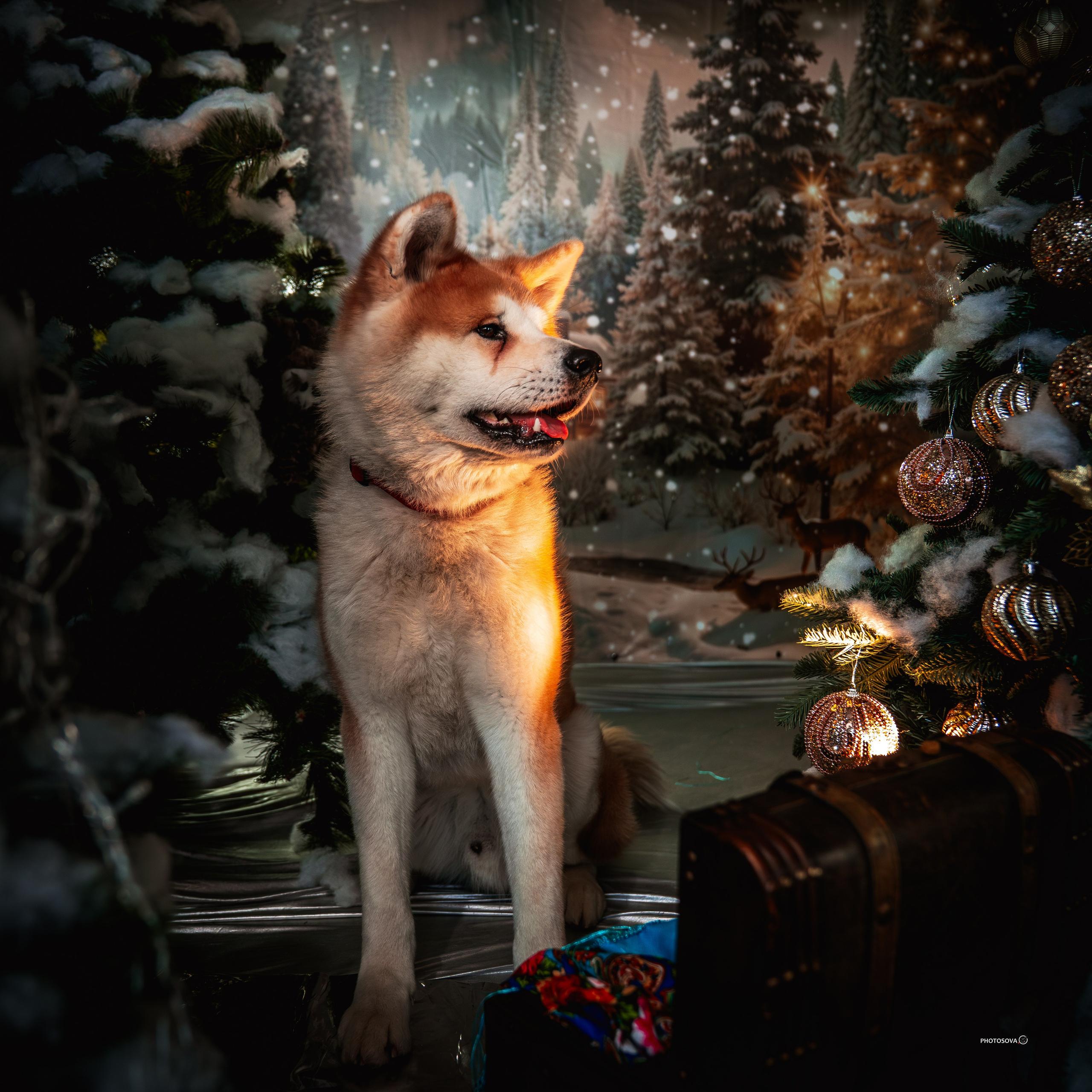 ФОТОПАМЯТЬ ВАШИХ ЭМОЦИЙ. Фотограф-анималист, семейный фотограф в Москве и Подмосковье. Фотосъёмка кинологических дисциплин