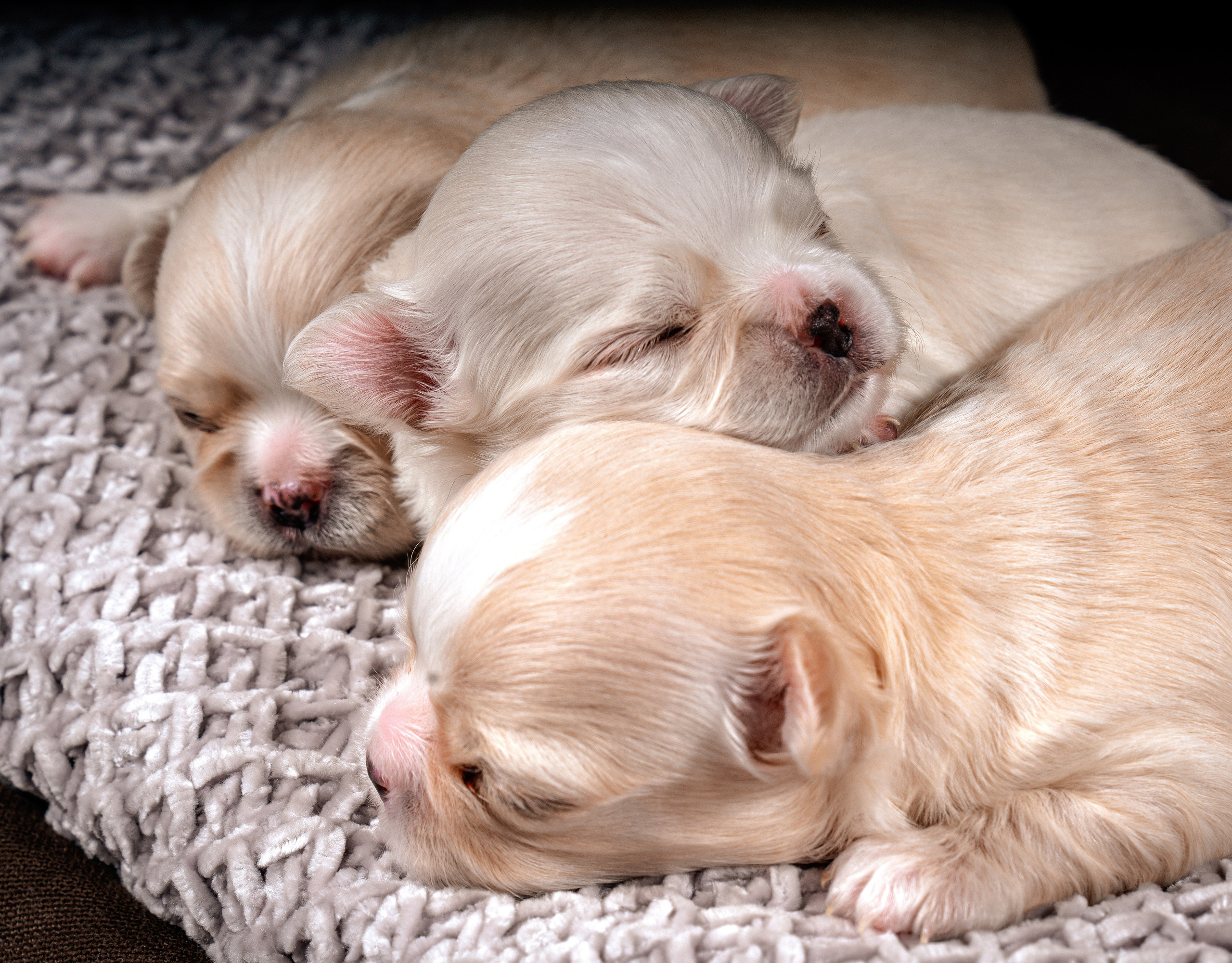 ФОТОПАМЯТЬ ВАШИХ ЭМОЦИЙ. Фотограф-анималист, семейный фотограф в Москве и Подмосковье. Фотосъёмка кинологических дисциплин
