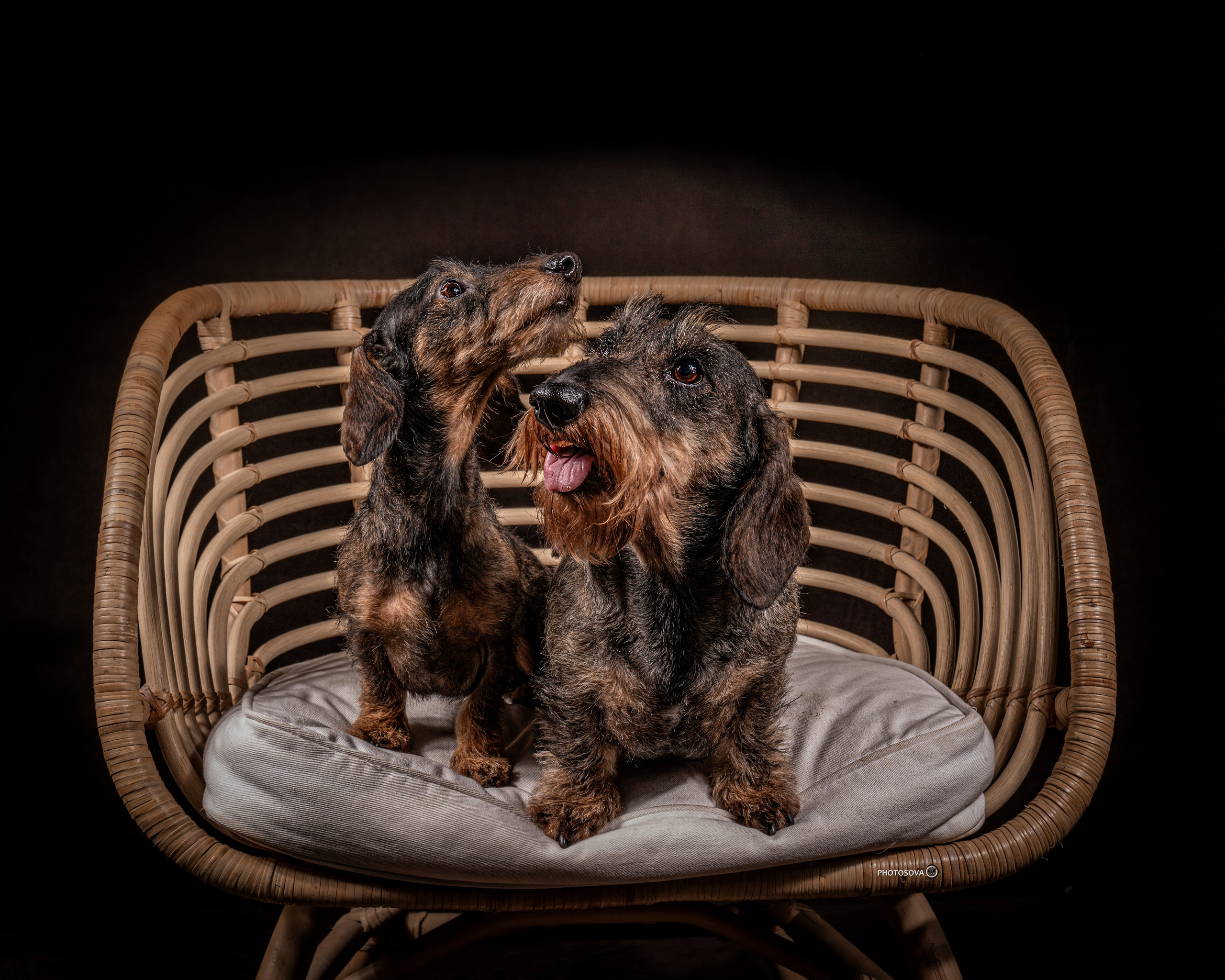ФОТОПАМЯТЬ ВАШИХ ЭМОЦИЙ. Фотограф-анималист, семейный фотограф в Москве и Подмосковье. Фотосъёмка кинологических дисциплин