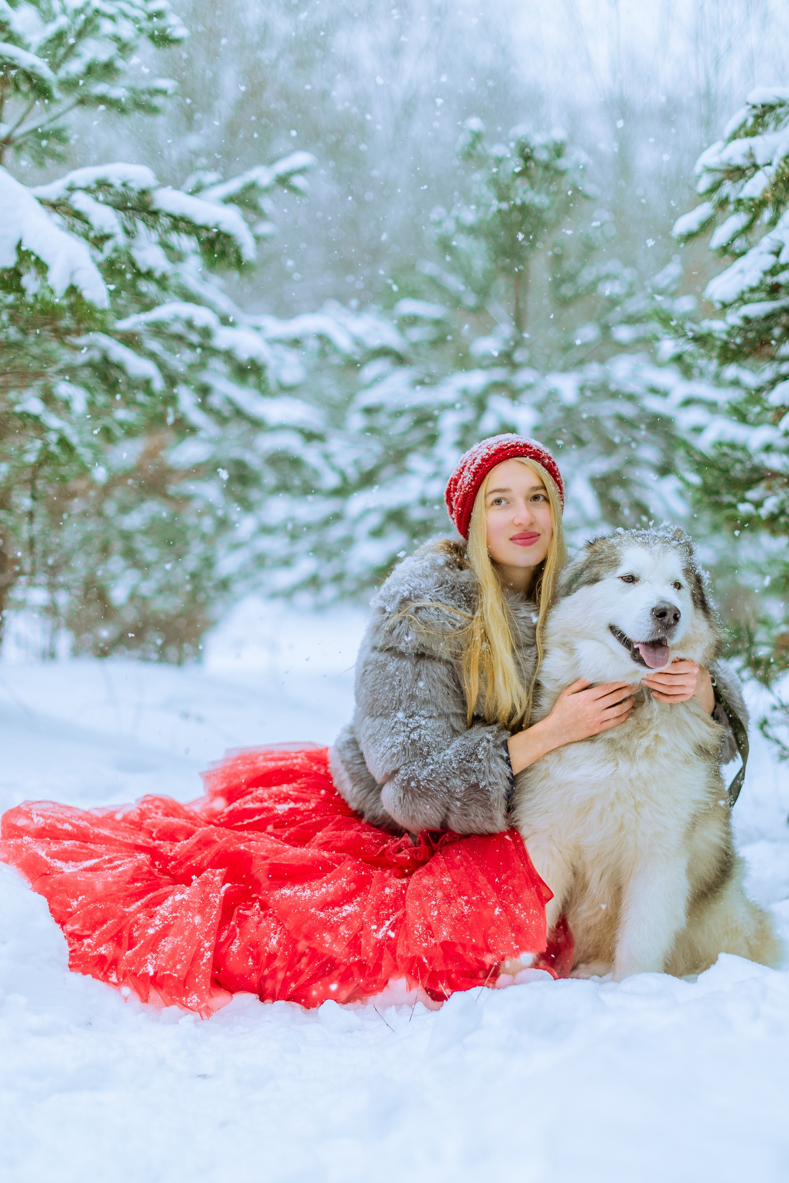 Фотосессии с аляскинским маламутом. Фото и видео Москва, Московский. Свадебный фотограф, видеограф, фотосессии, видеосъемка