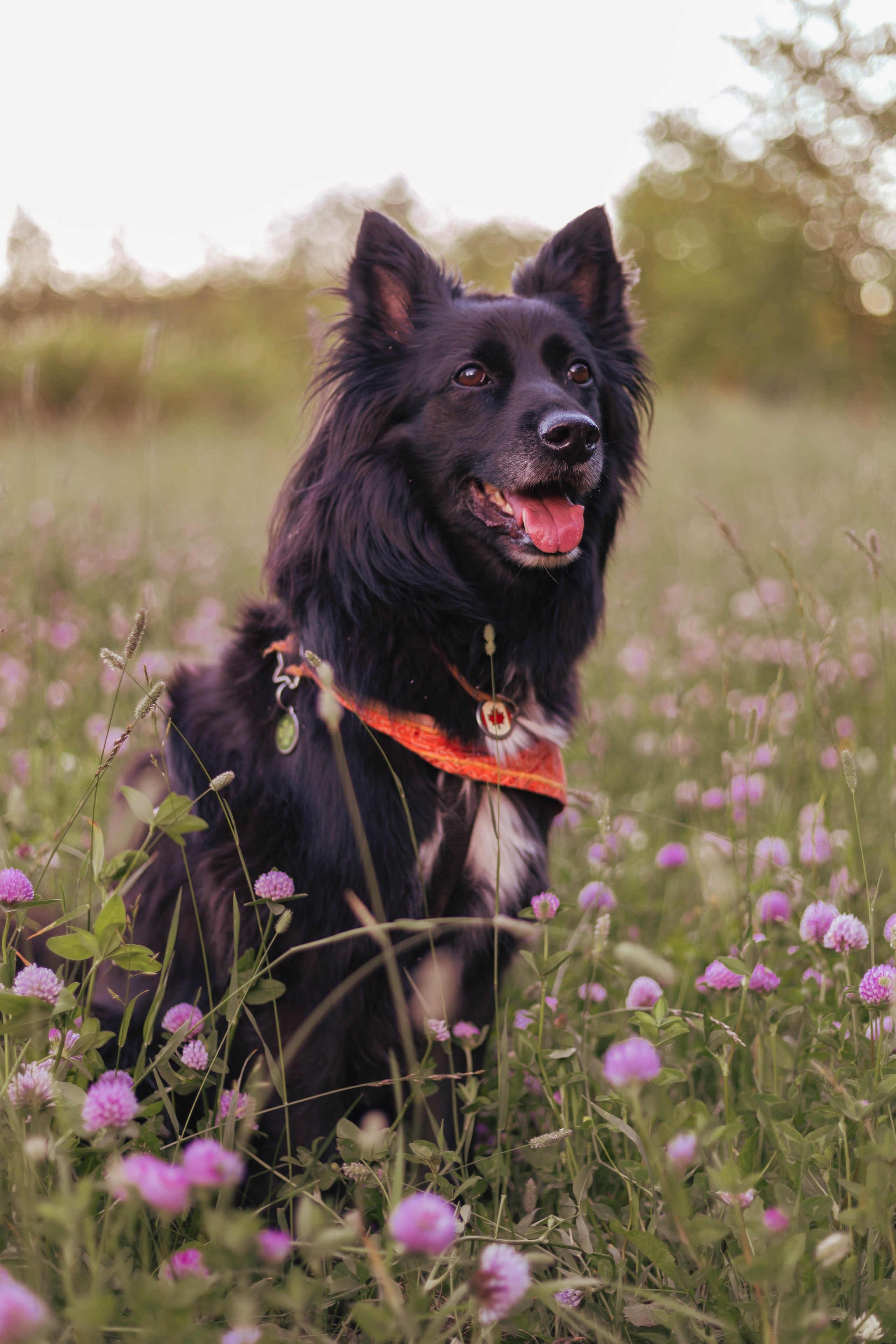 Александра и Грэмпи. Свадебный и семейный фотограф в Сургуте и ХМАО Черепанова Наталья