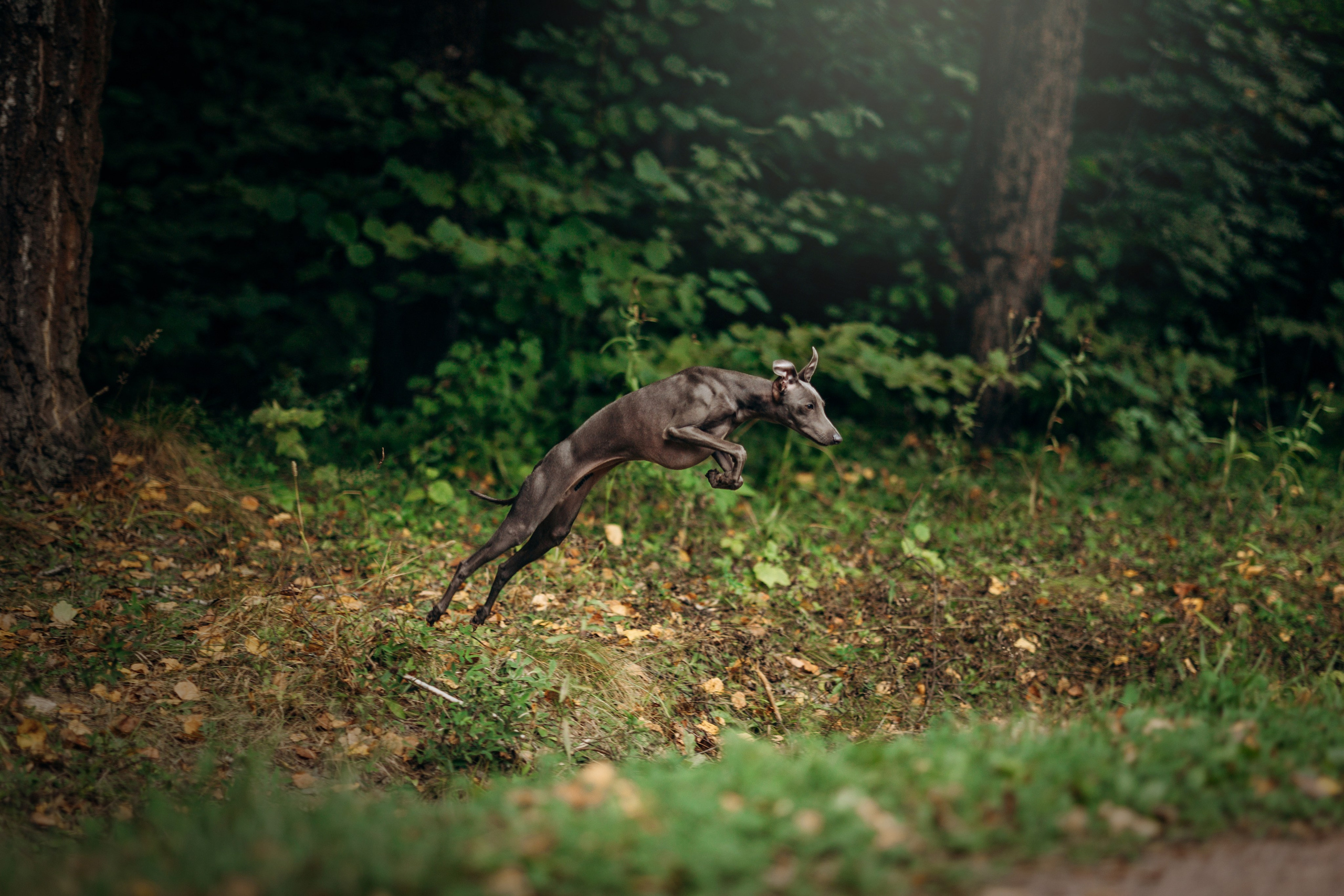Лучик и ее семья. Фотограф — Анималист | Санкт-Петербург