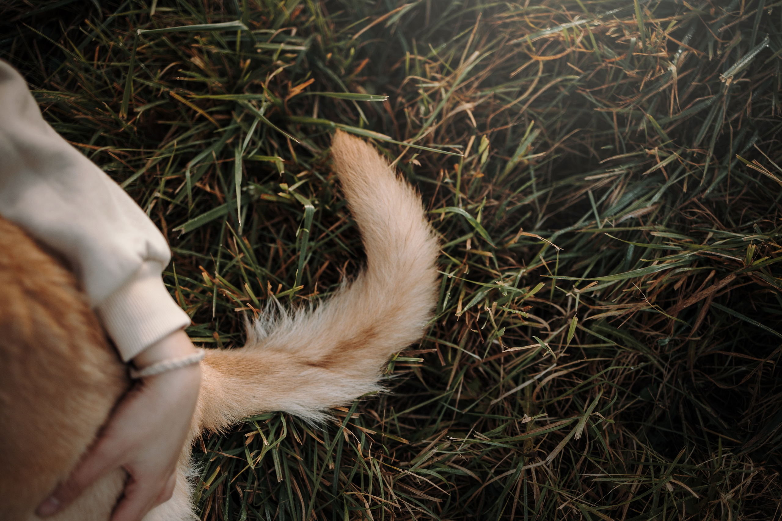 Юля и Джесси. Фотограф — Анималист | Санкт-Петербург