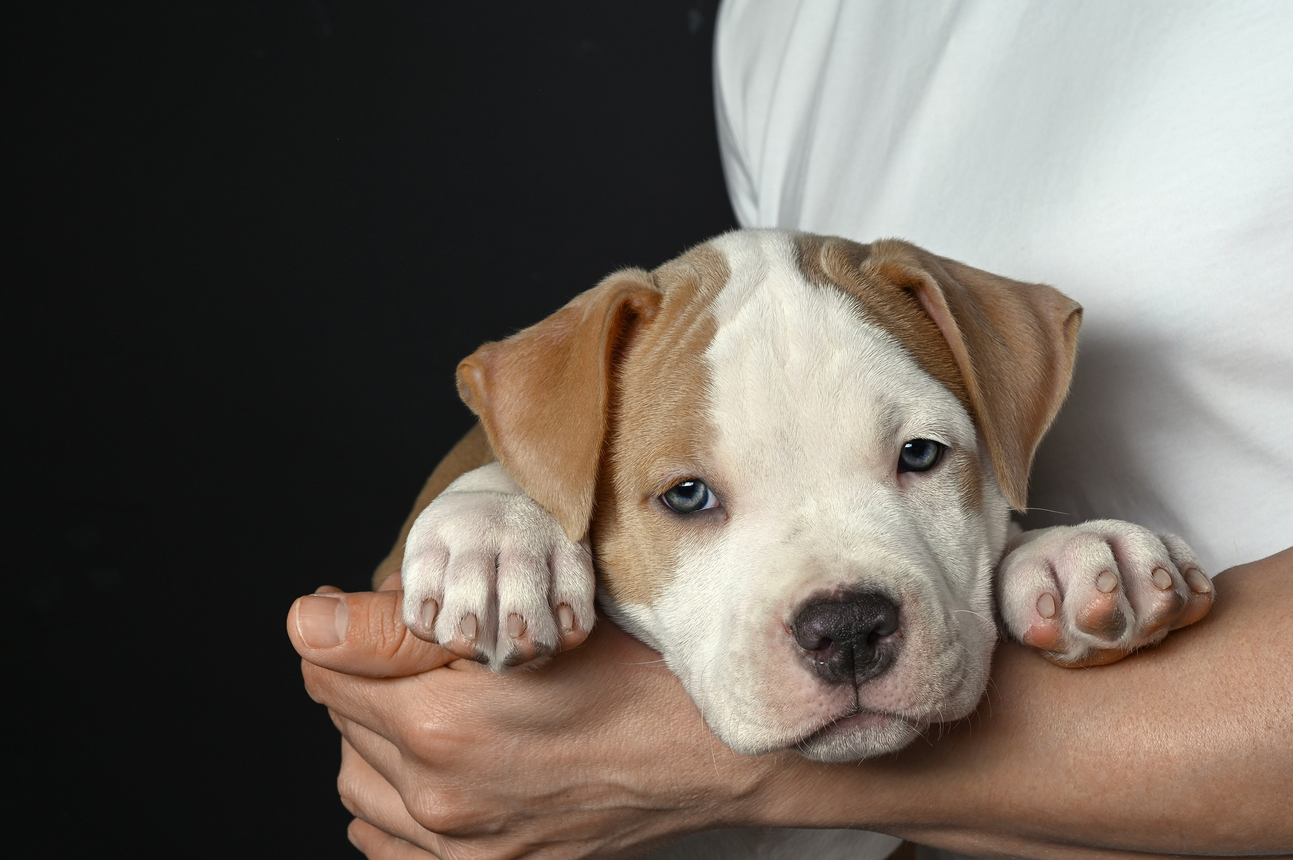 Фотосессия собак, щенков,. Предметная фото и видеосъемка в Саратове| Профессиональный фотограф