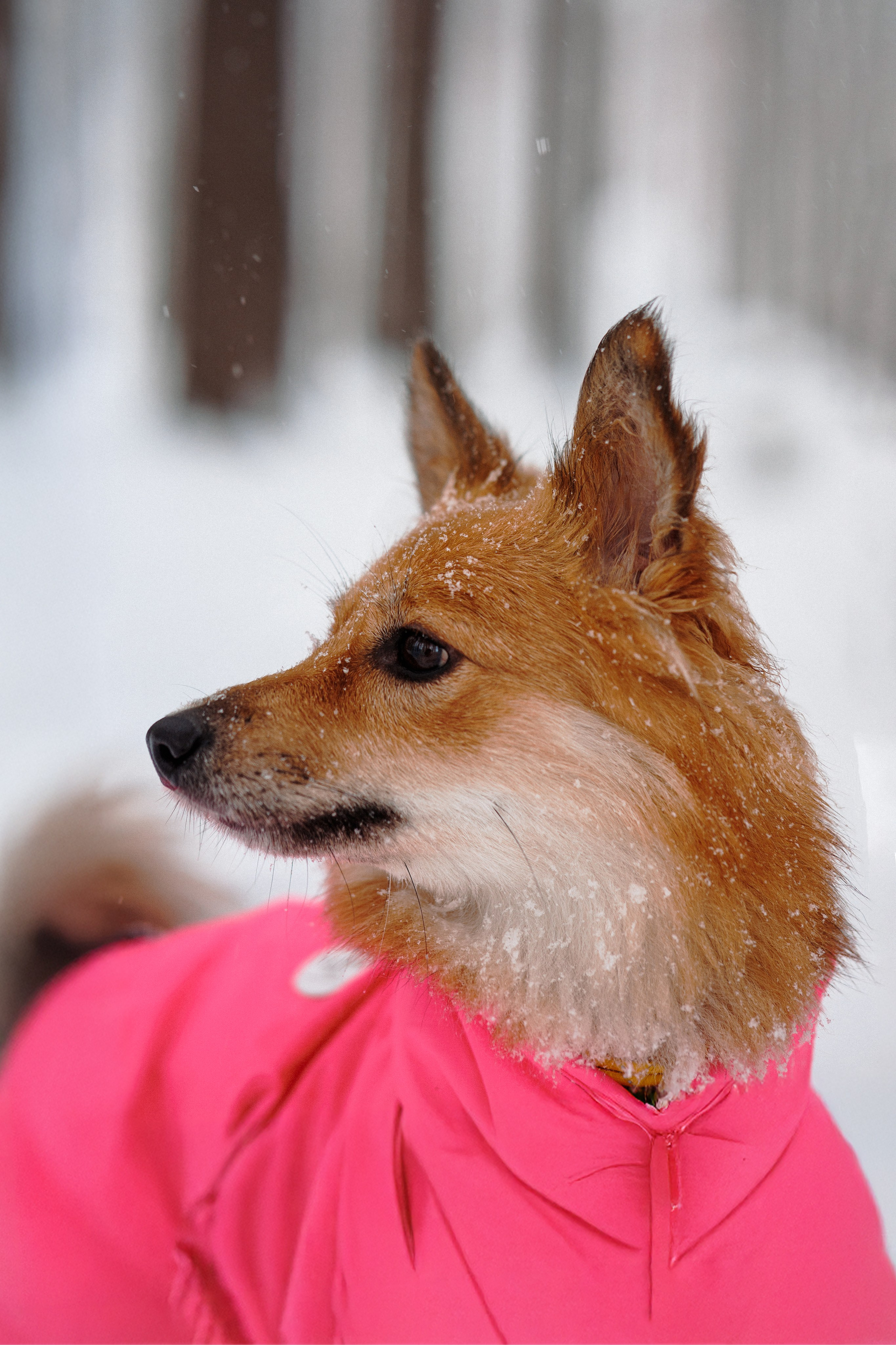 Сестры. Фотограф в Санкт-Петербурге Алёна Губинская