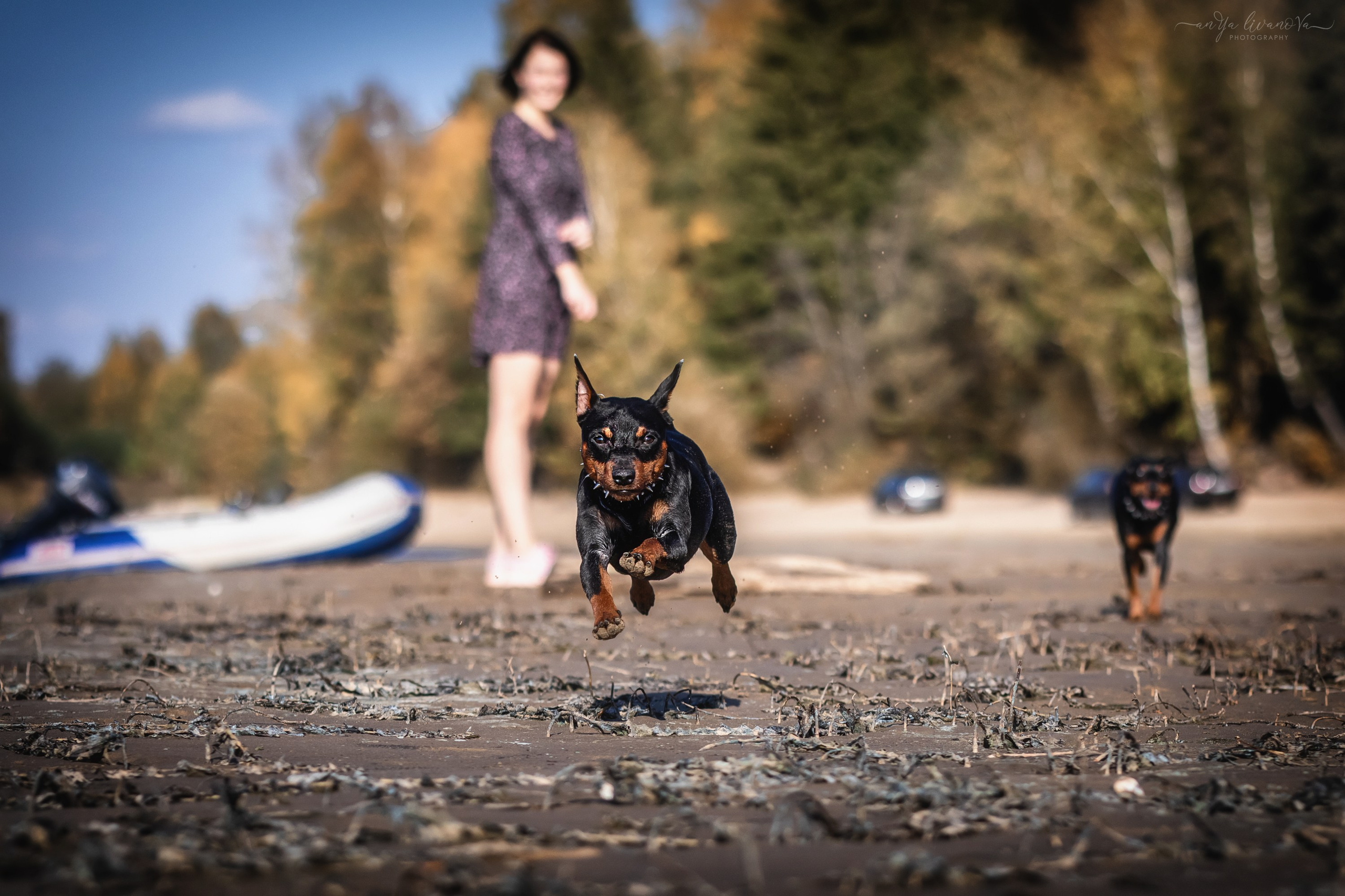 Мия — Тайсон — Марси и Лена. Фотограф анималист Аня Ливанова | Рыбинск
