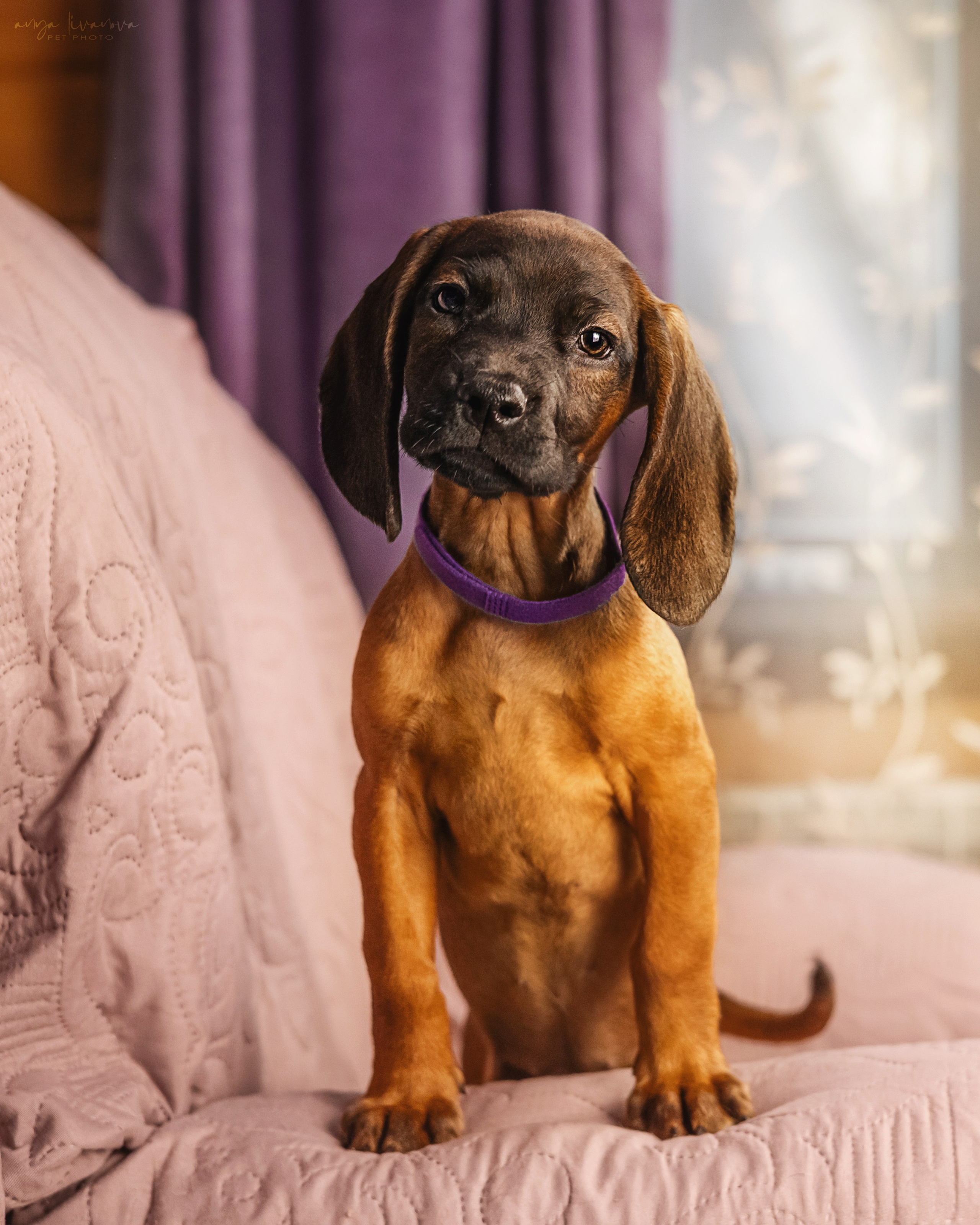 Баварцы. Фотограф анималист Аня Ливанова | Рыбинск