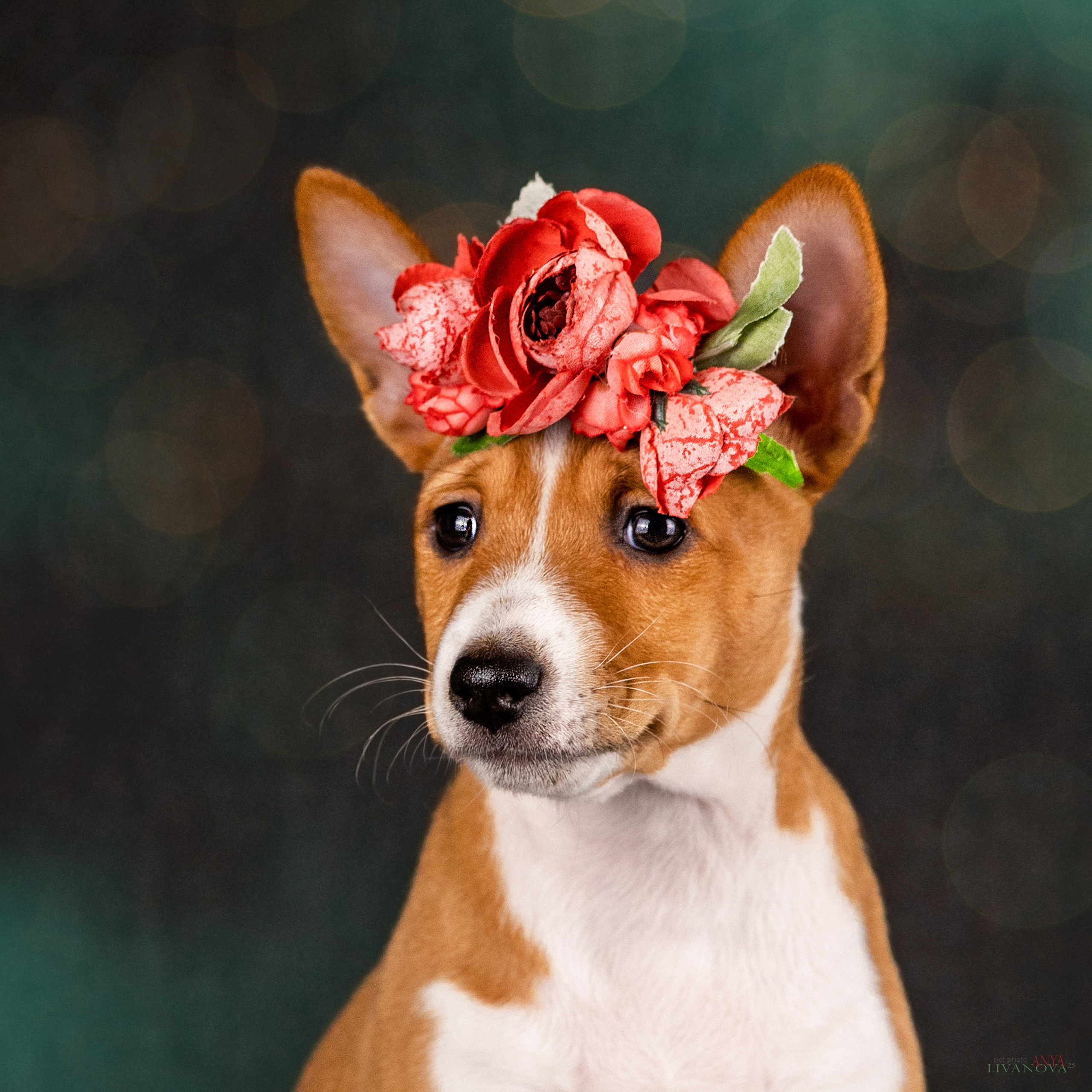 Басенджи. Фотограф анималист Аня Ливанова | Рыбинск