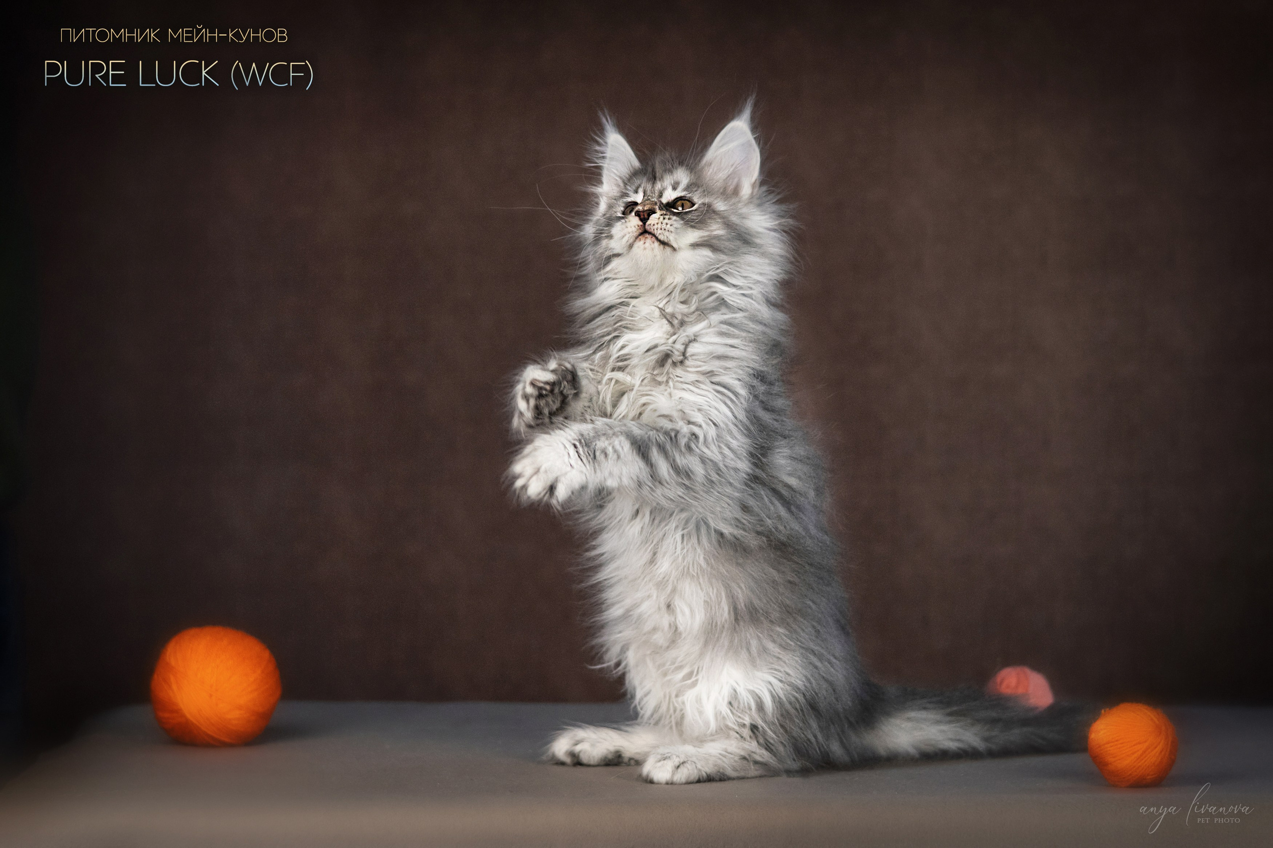 Мейнкуны. Фотограф анималист Аня Ливанова | Рыбинск