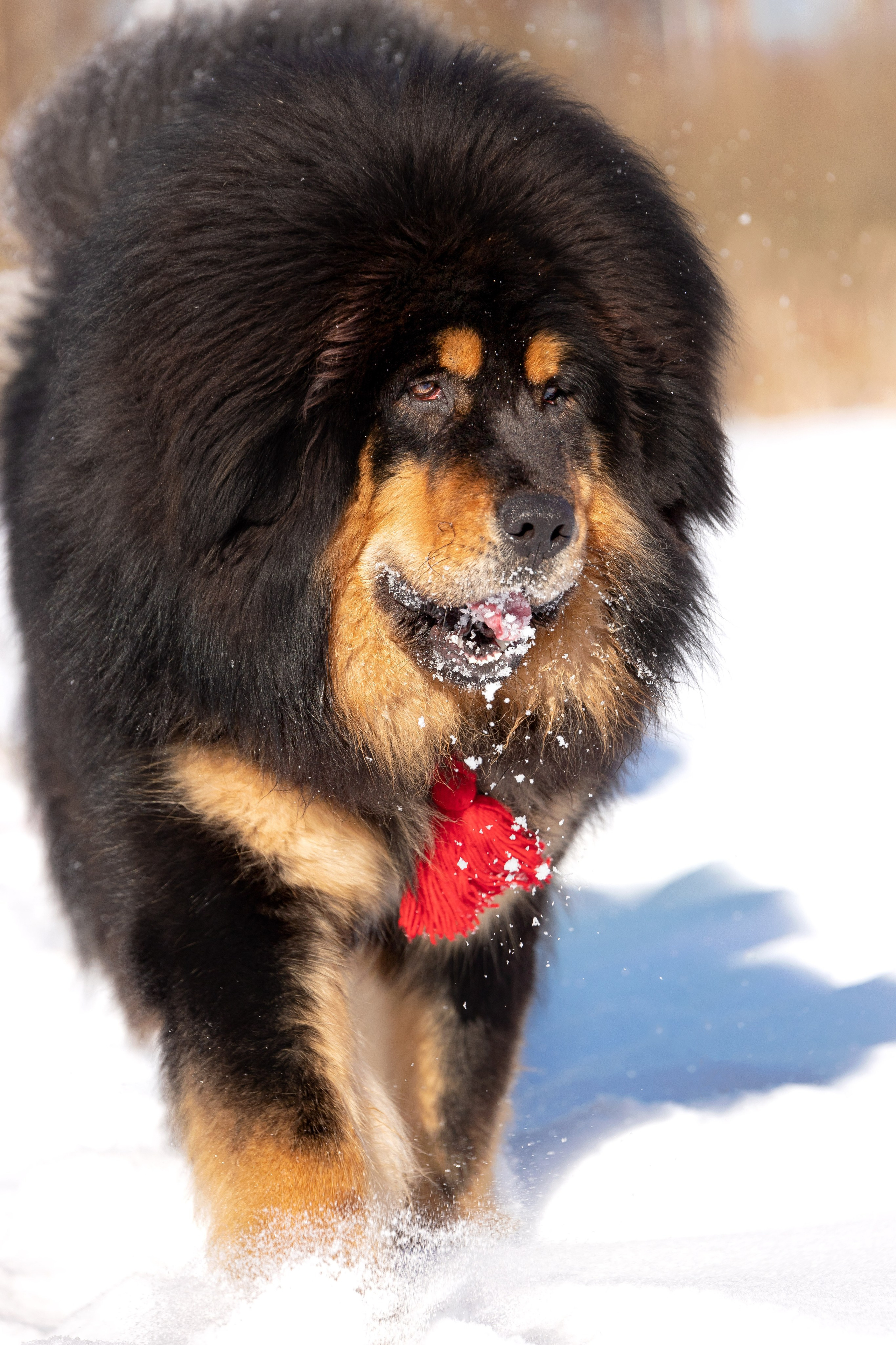 Самбу. Юлия Микульская. Рыбинск