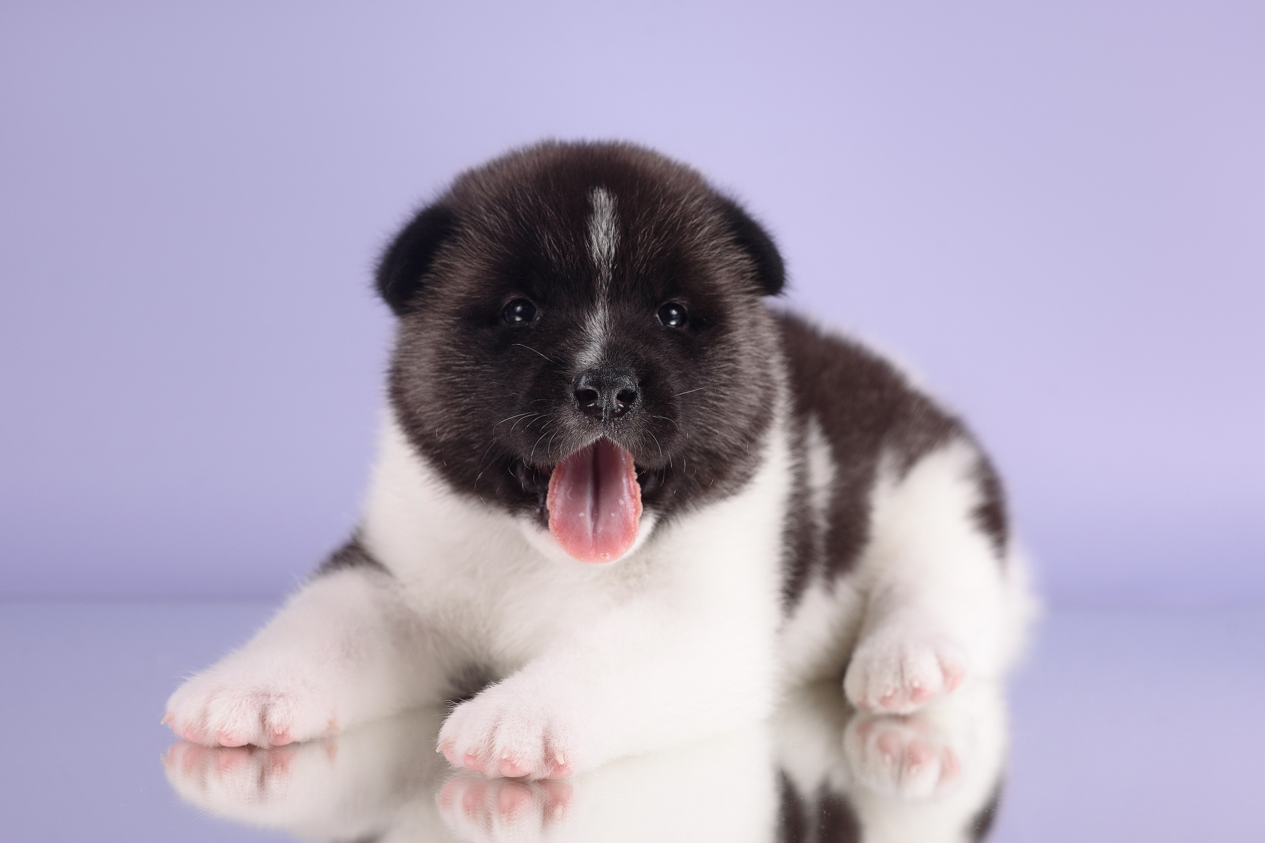 Щенки Американской Акиты — 04.11.2024. Фотограф — Анималист | Анна Абрамова