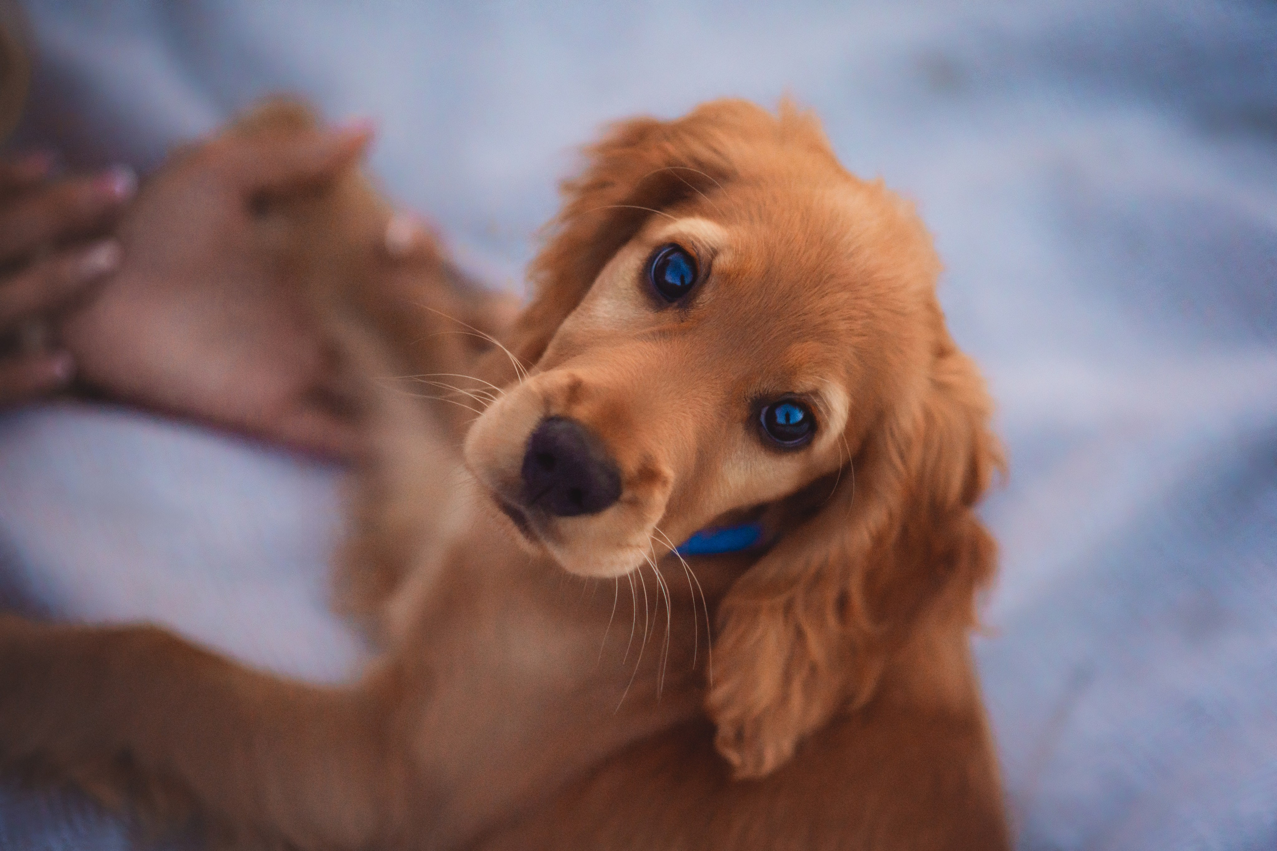 Наташа, Агата, Назар и Август — 17.07.2025. Фотограф — Анималист | Анна Абрамова