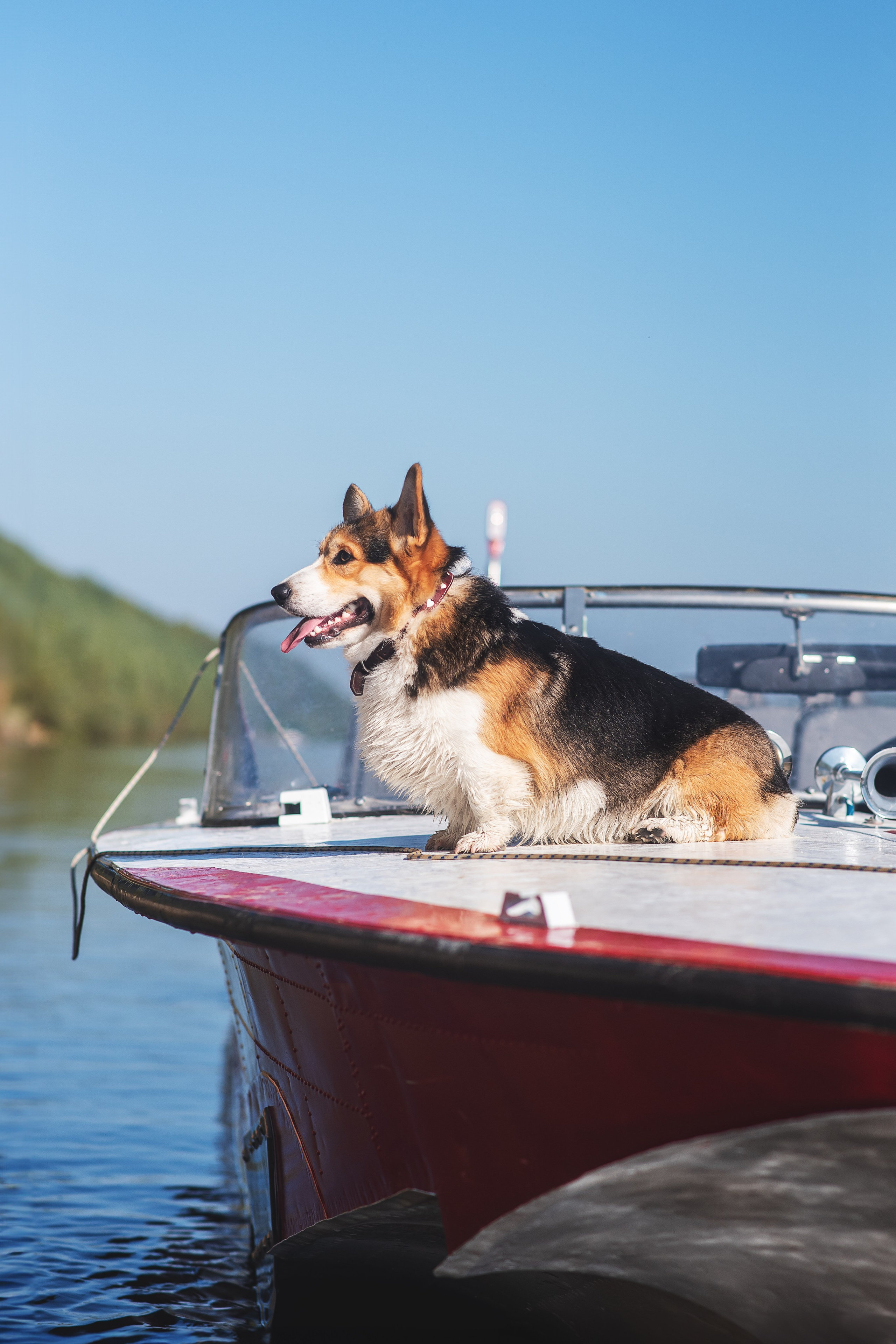 Майк и Лея — 29.08.2024. Фотограф — Анималист | Анна Абрамова