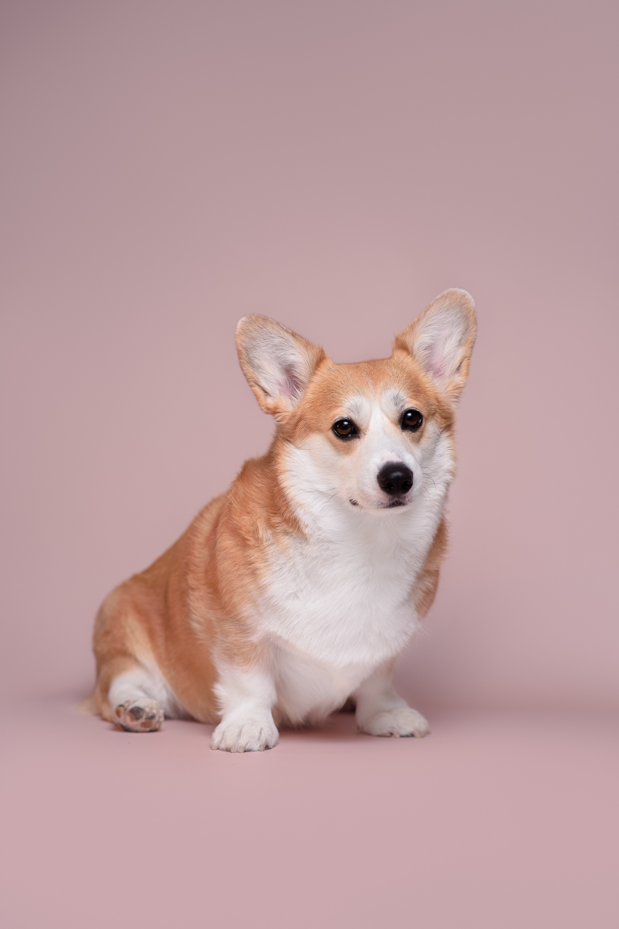 Лея съемка на однотонном фоне — 2024. Фотограф — Анималист | Анна Абрамова