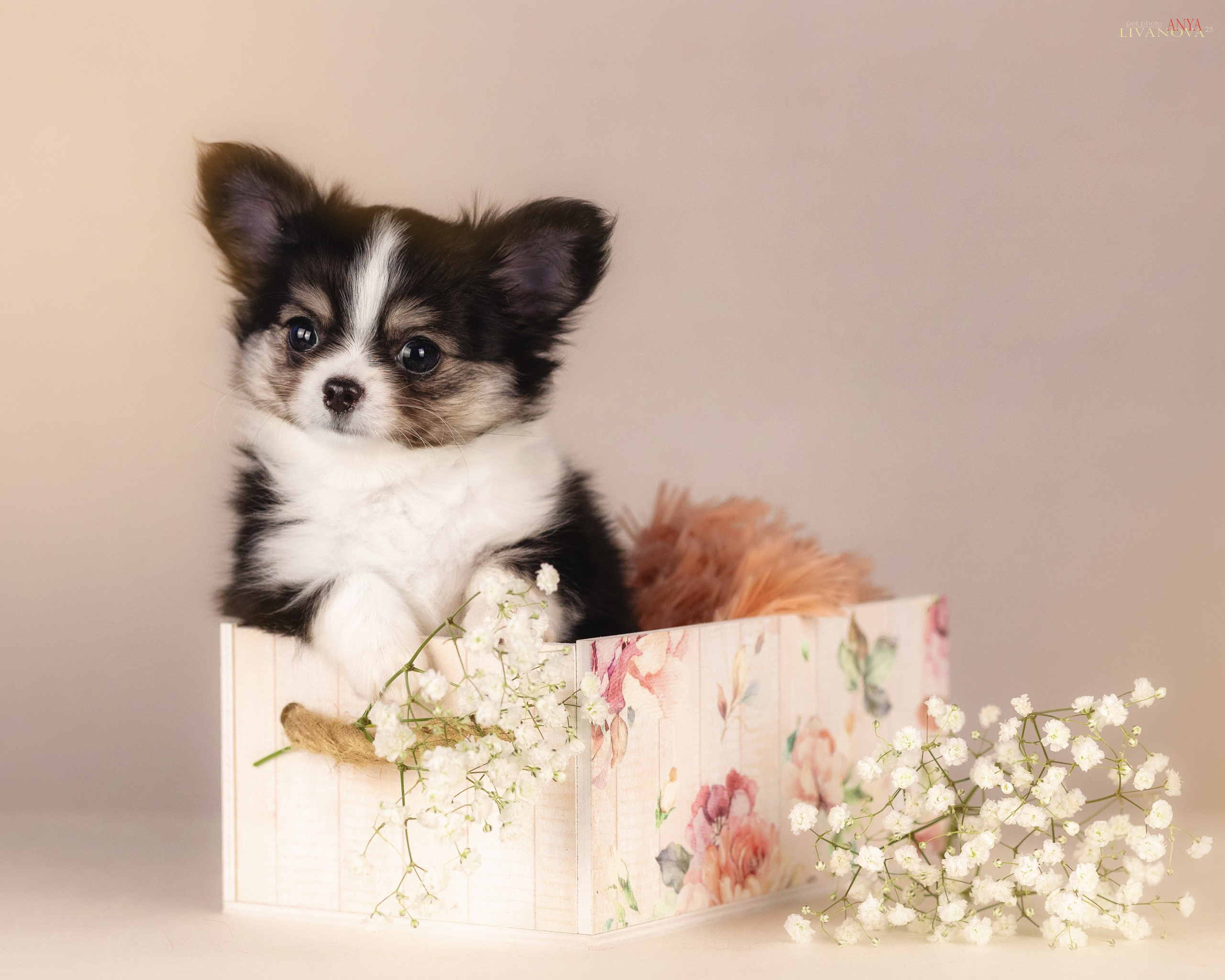 Чихуахуа. Фотограф анималист Аня Ливанова | Рыбинск