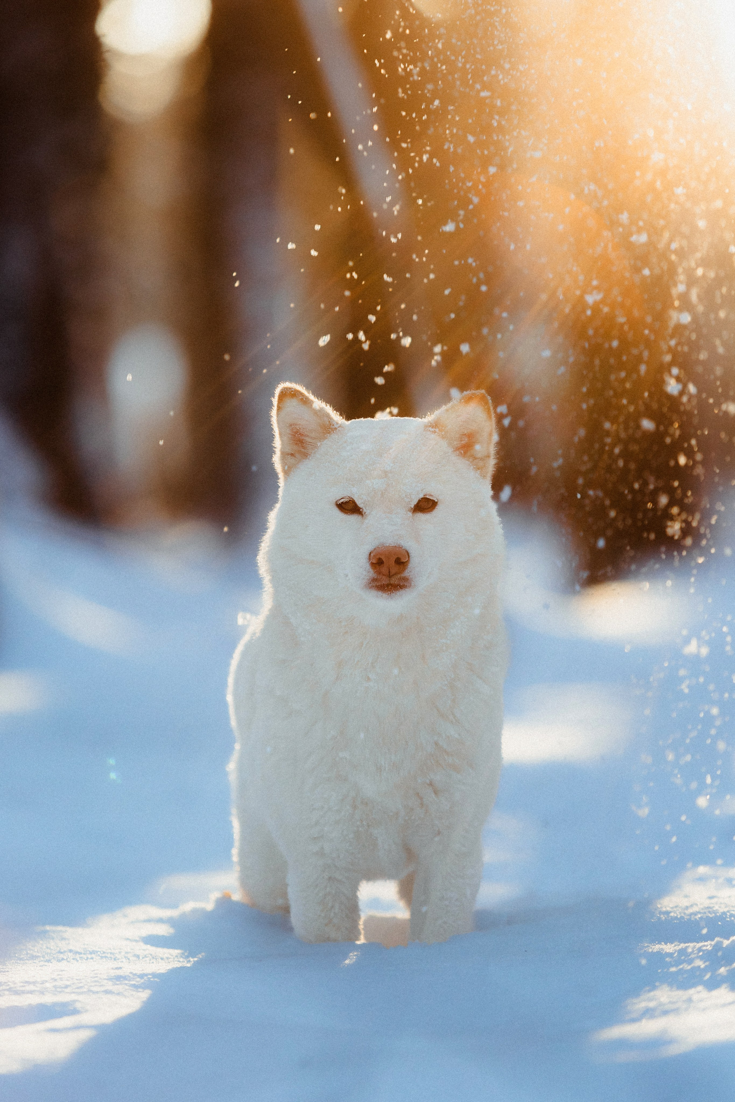 Шед, Цири и Ира