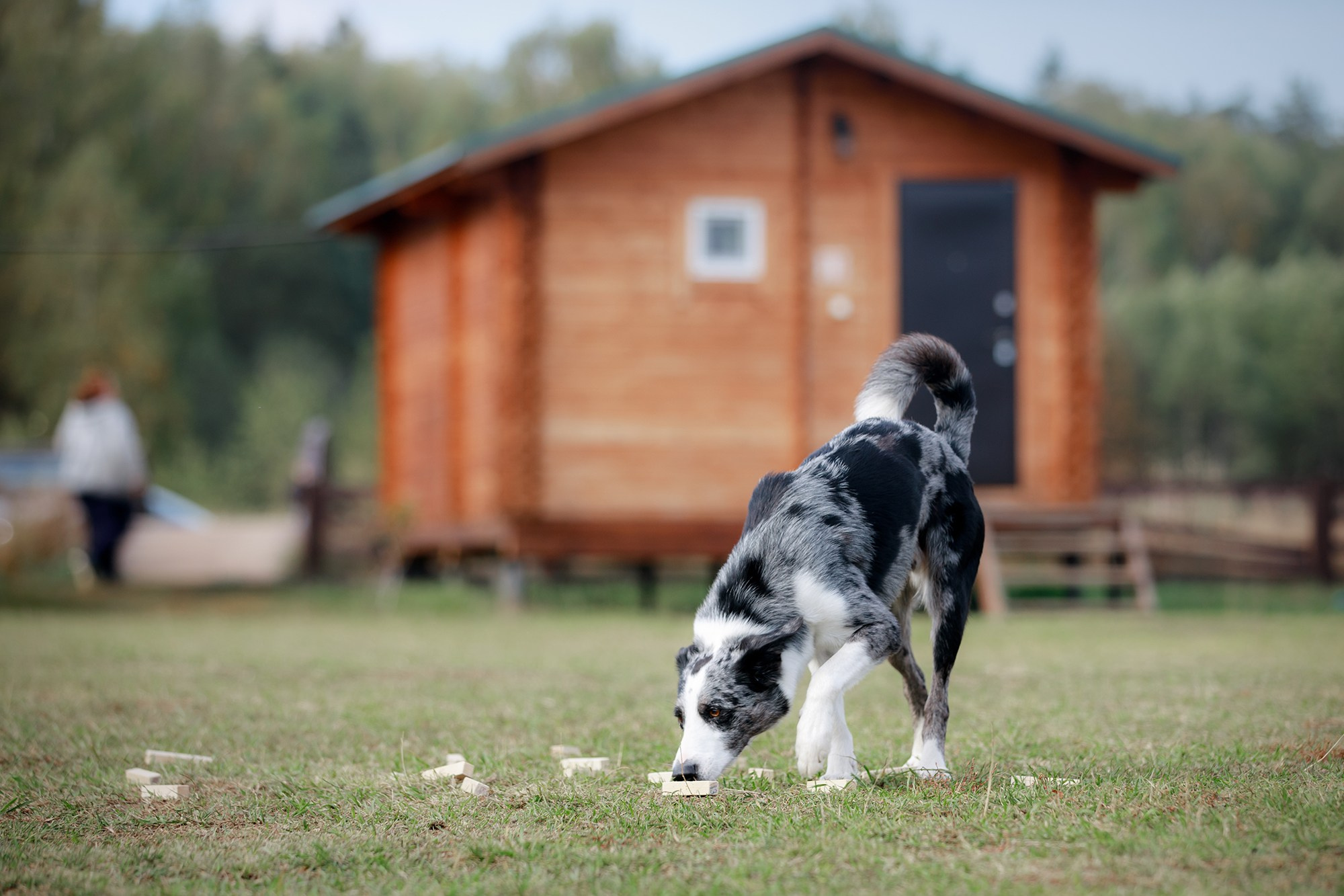 Лагерь по ОБД с Инной Баженовой. Фотограф-анималист Mary Mart — Москва, Питер