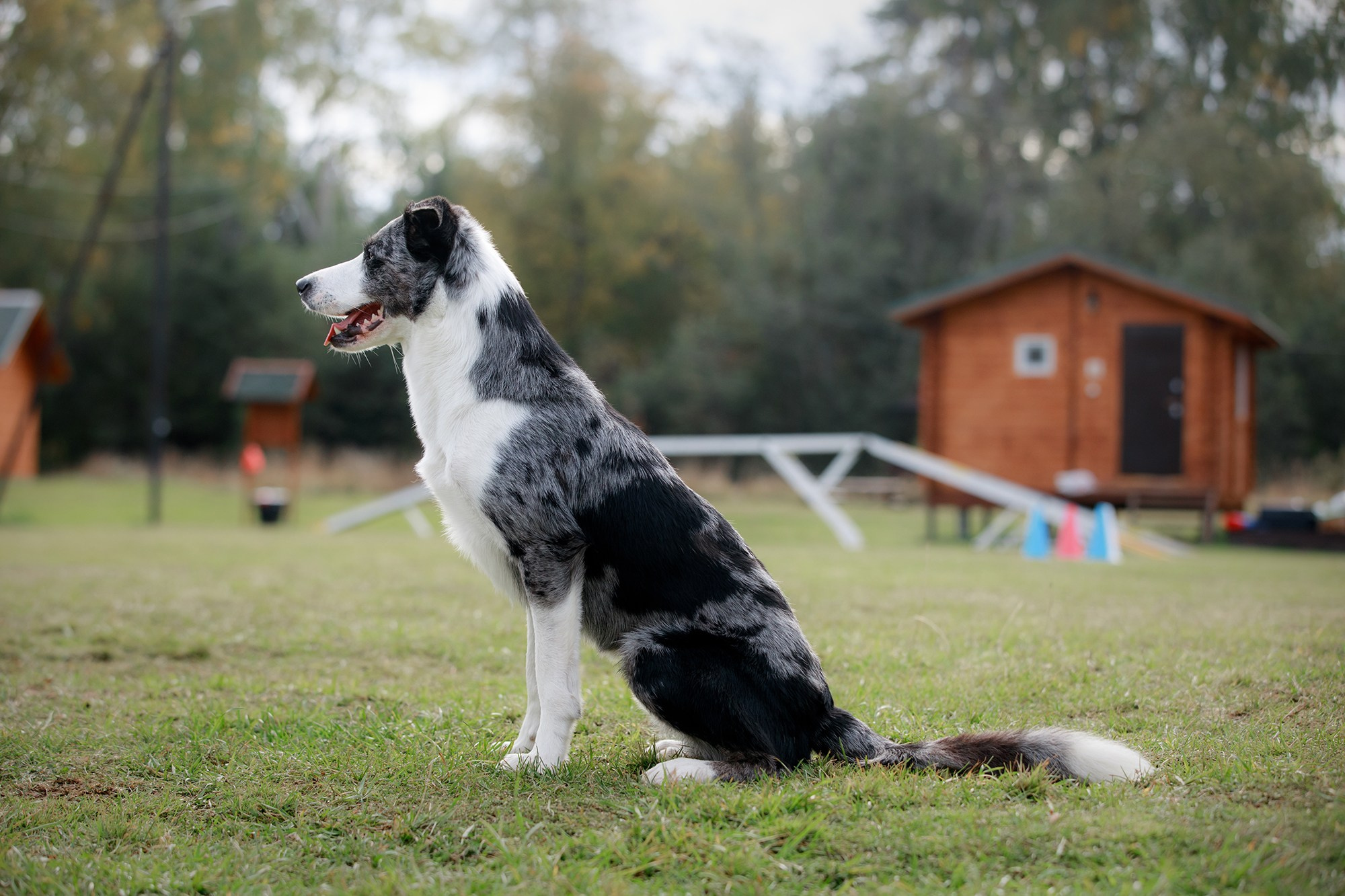 Лагерь по ОБД с Инной Баженовой. Фотограф-анималист Mary Mart — Москва, Питер