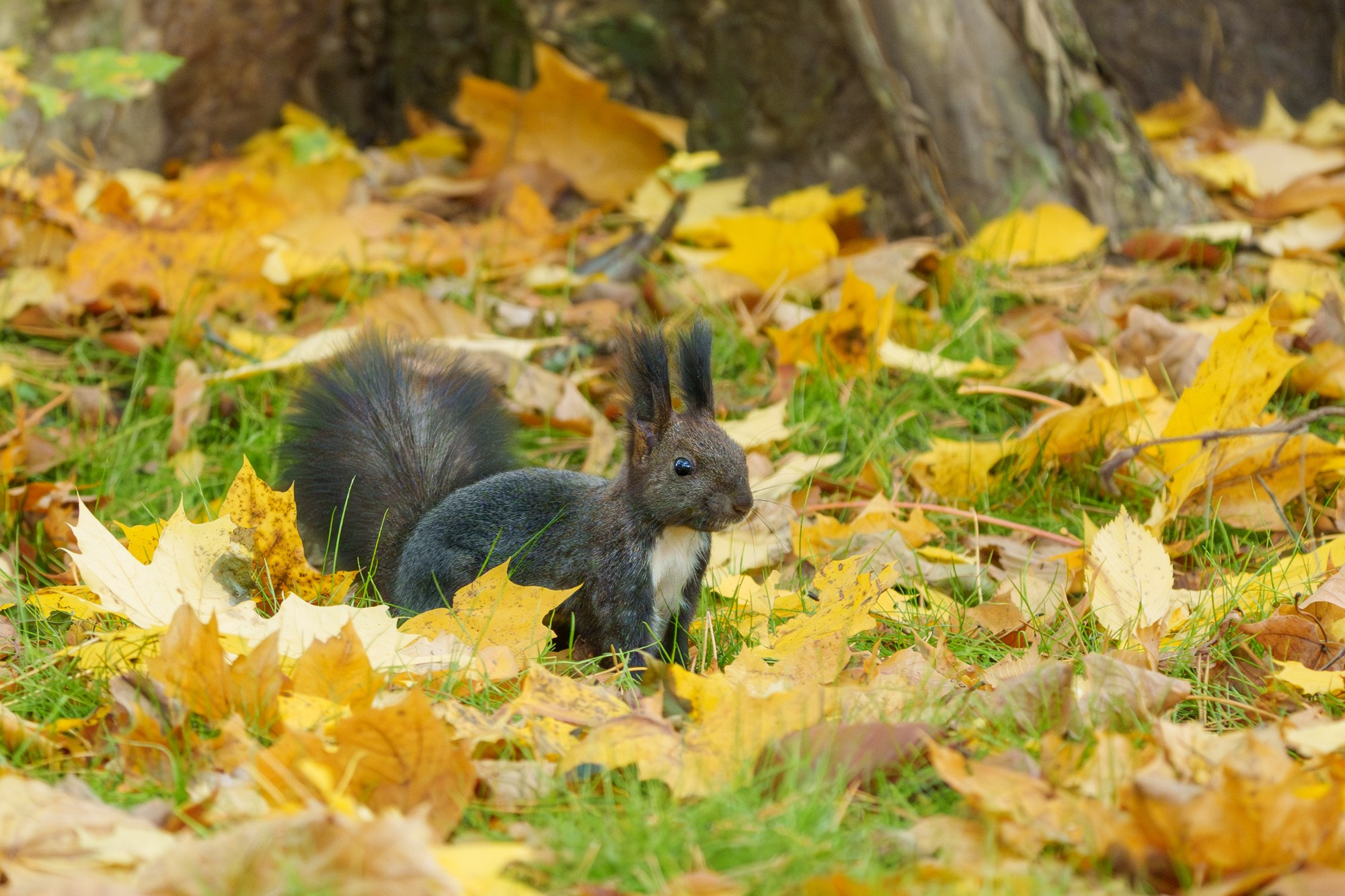 Животные. Ваш личный фотограф Марина Волкова
