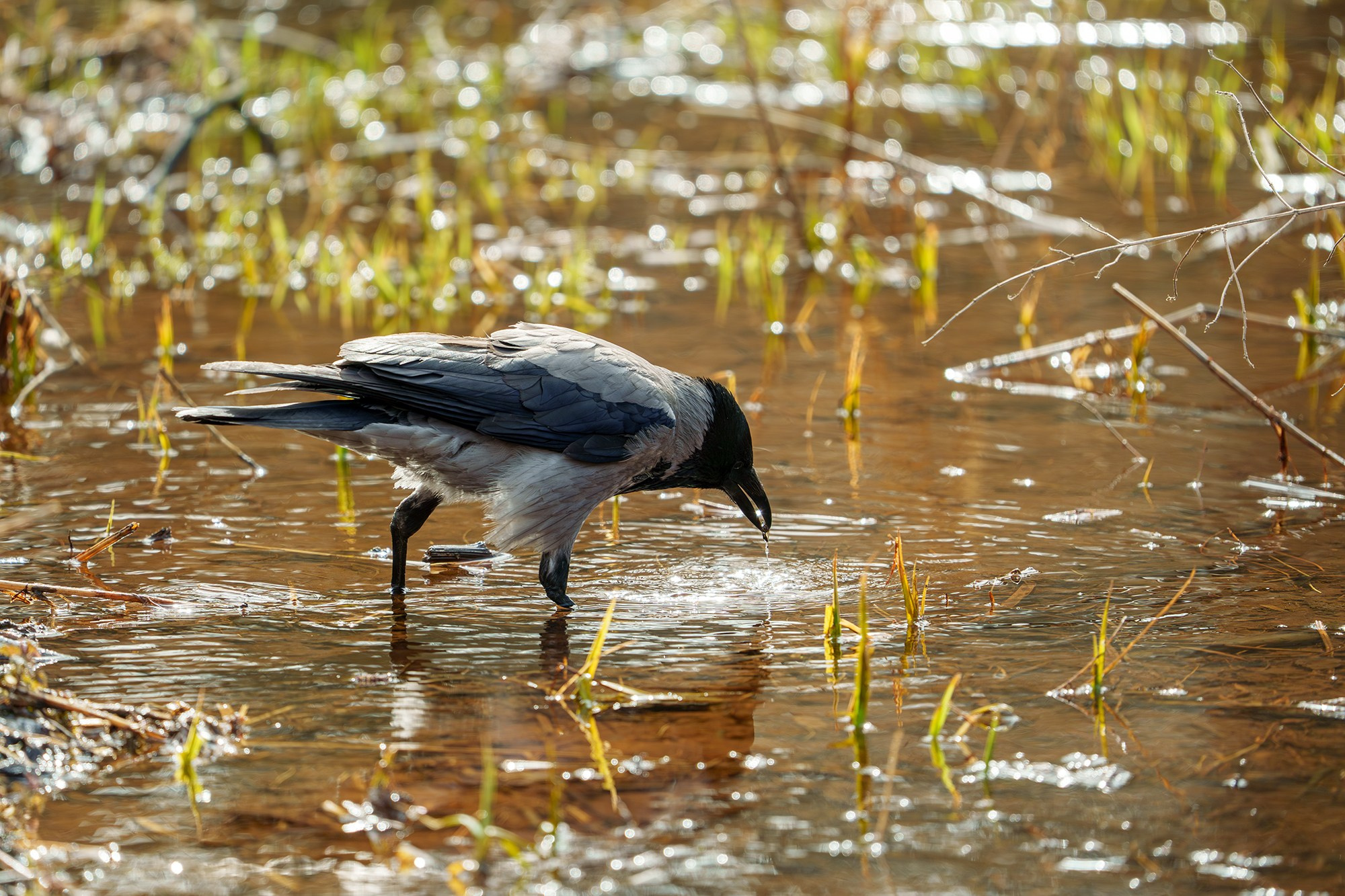 Удивительные мир птиц. Вокруг нас столько прекрасного — присмотритесь!. Ваш личный фотограф Марина Волкова