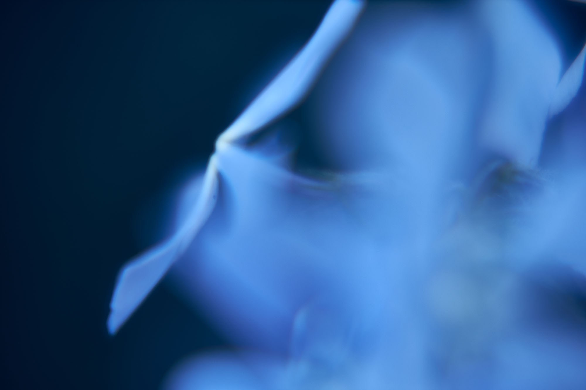 Макро-абстракция «Эфемерность» | Лимитированная серия. Sandra Marselly | Абстрактная Макро-Фотография