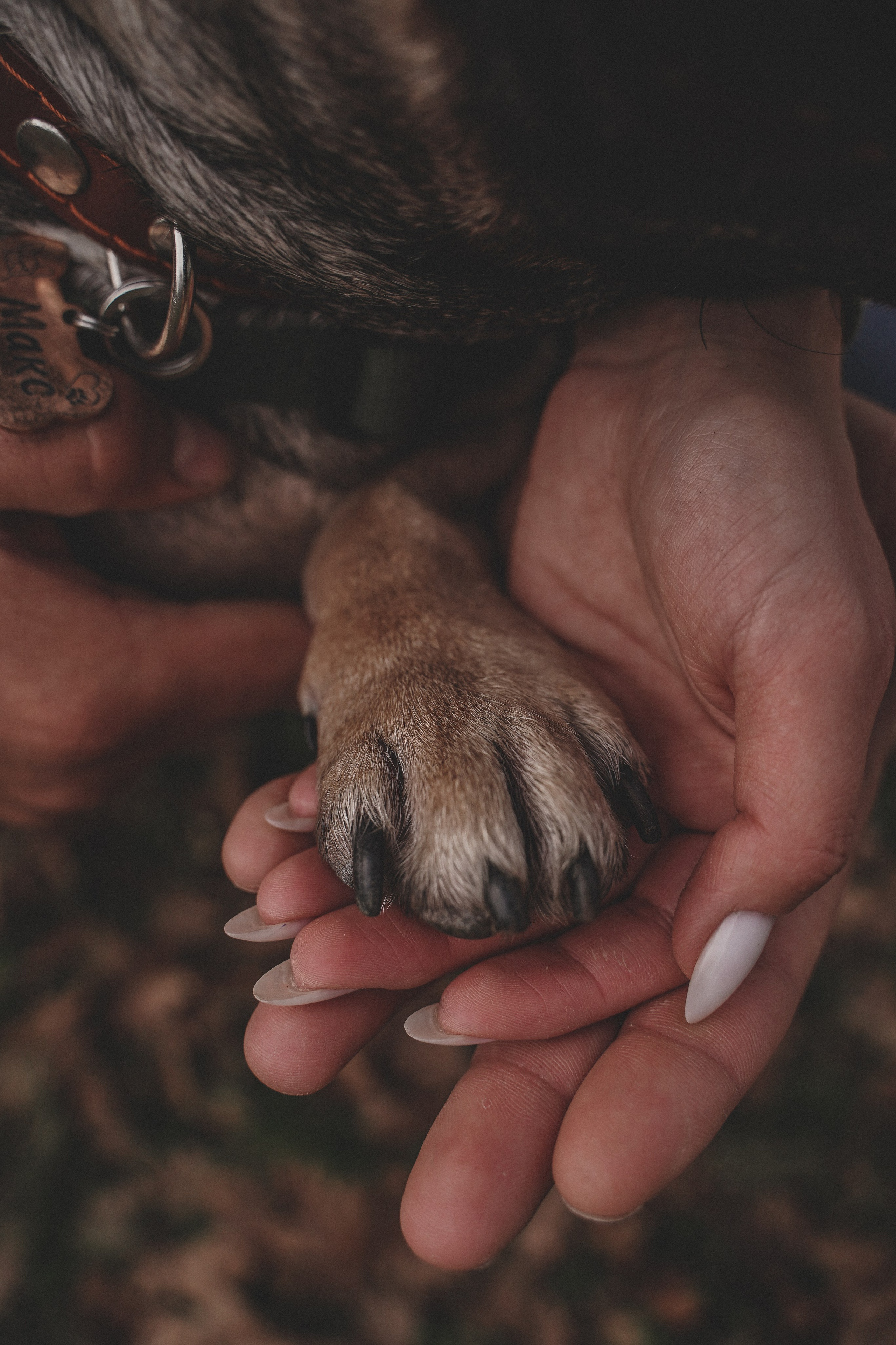 Фотосессия с собакой в Солнечном острове. Семейный и женский фотограф в Краснодаре Анастасия Приймак
