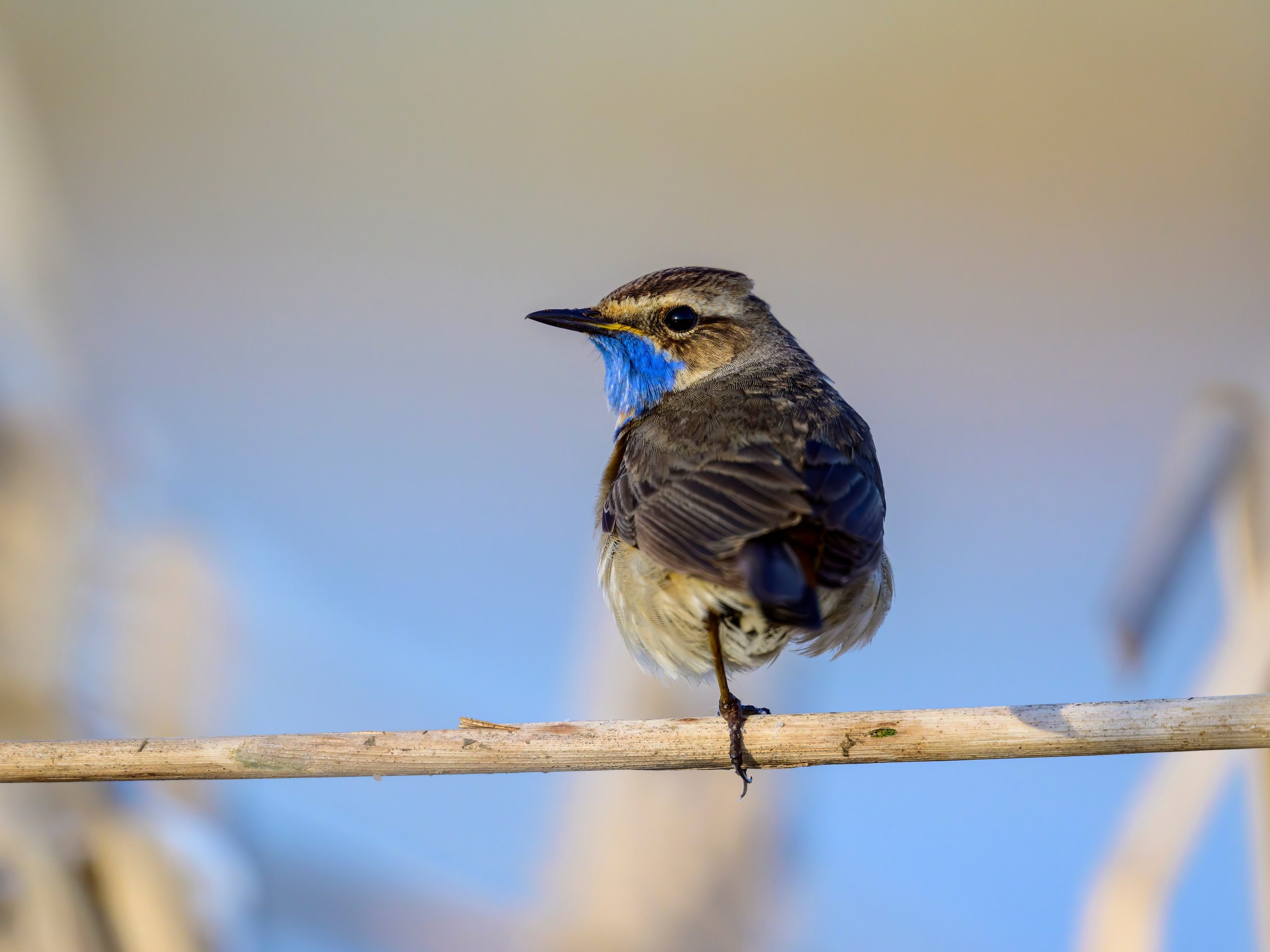 Веретенник. Фотограф Сергей Пупонин