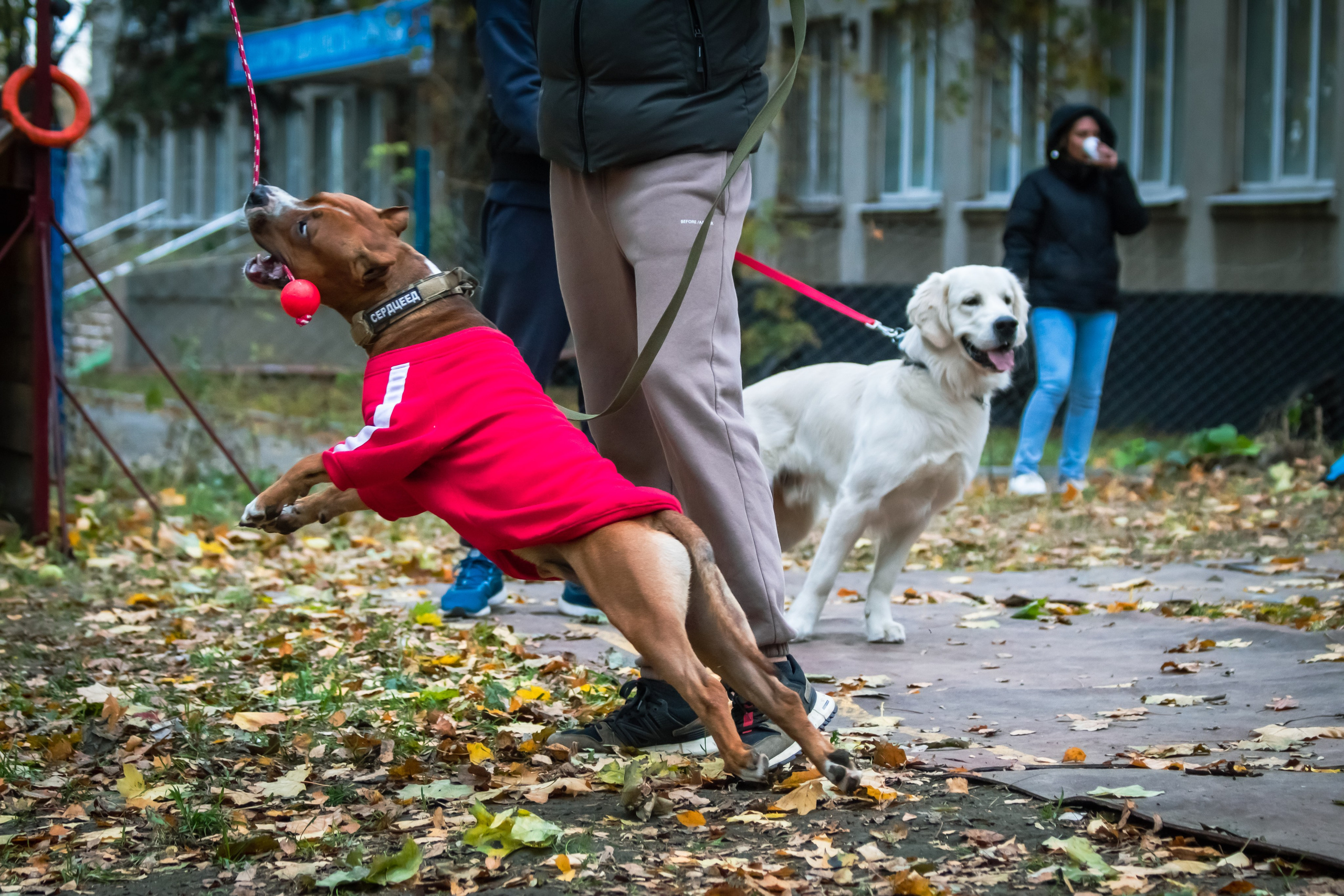 Костюмированный парад собак. Фотограф анималист — Тула, Москва