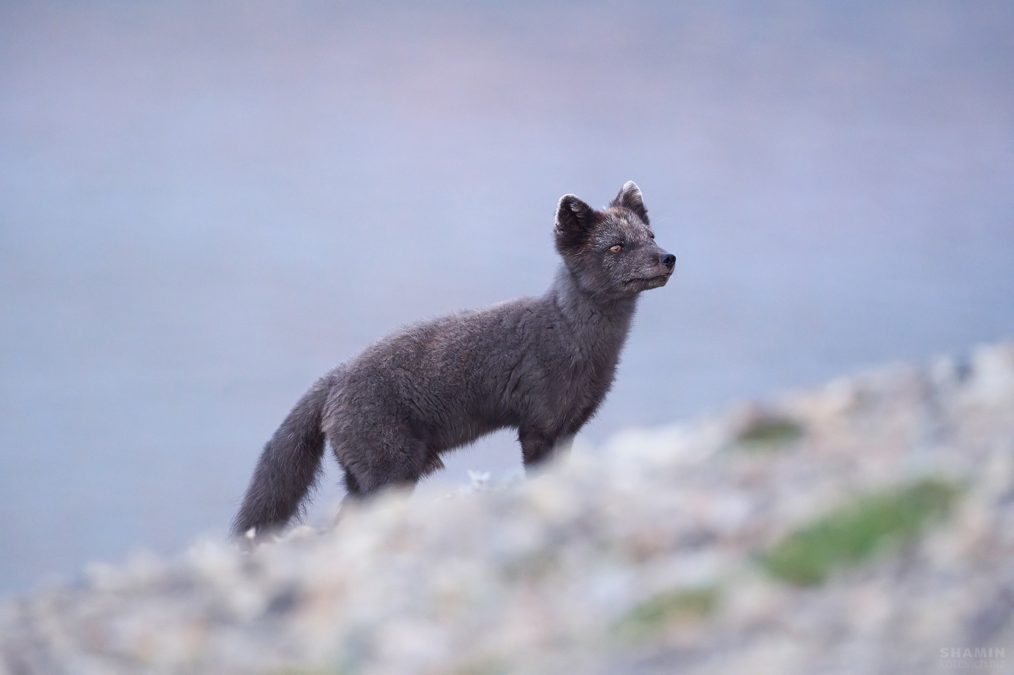 Пейзажи Шпицбергена и Арктики — горы, лед, море и северное небо в фотографиях Константина Шамина
