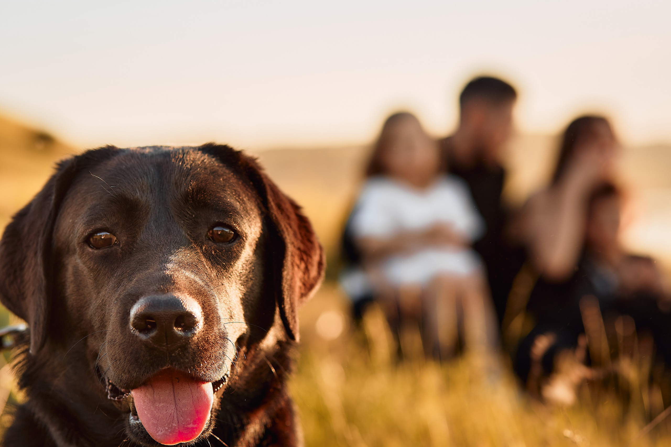 Артур, Лара, Егор и Алина. Свадебный фотограф Чайковский