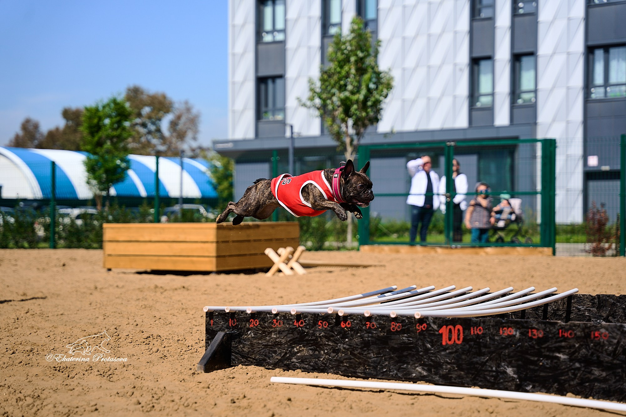 Питстафф многоборье. Фотограф-анималист в Иркутске