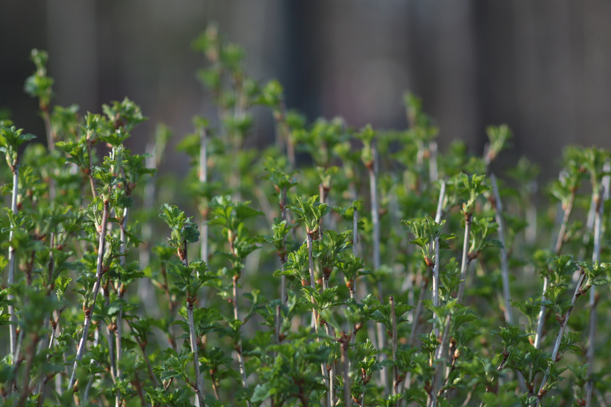 Старое природное, отбирала Katamount (Катерина Горохова). Главная