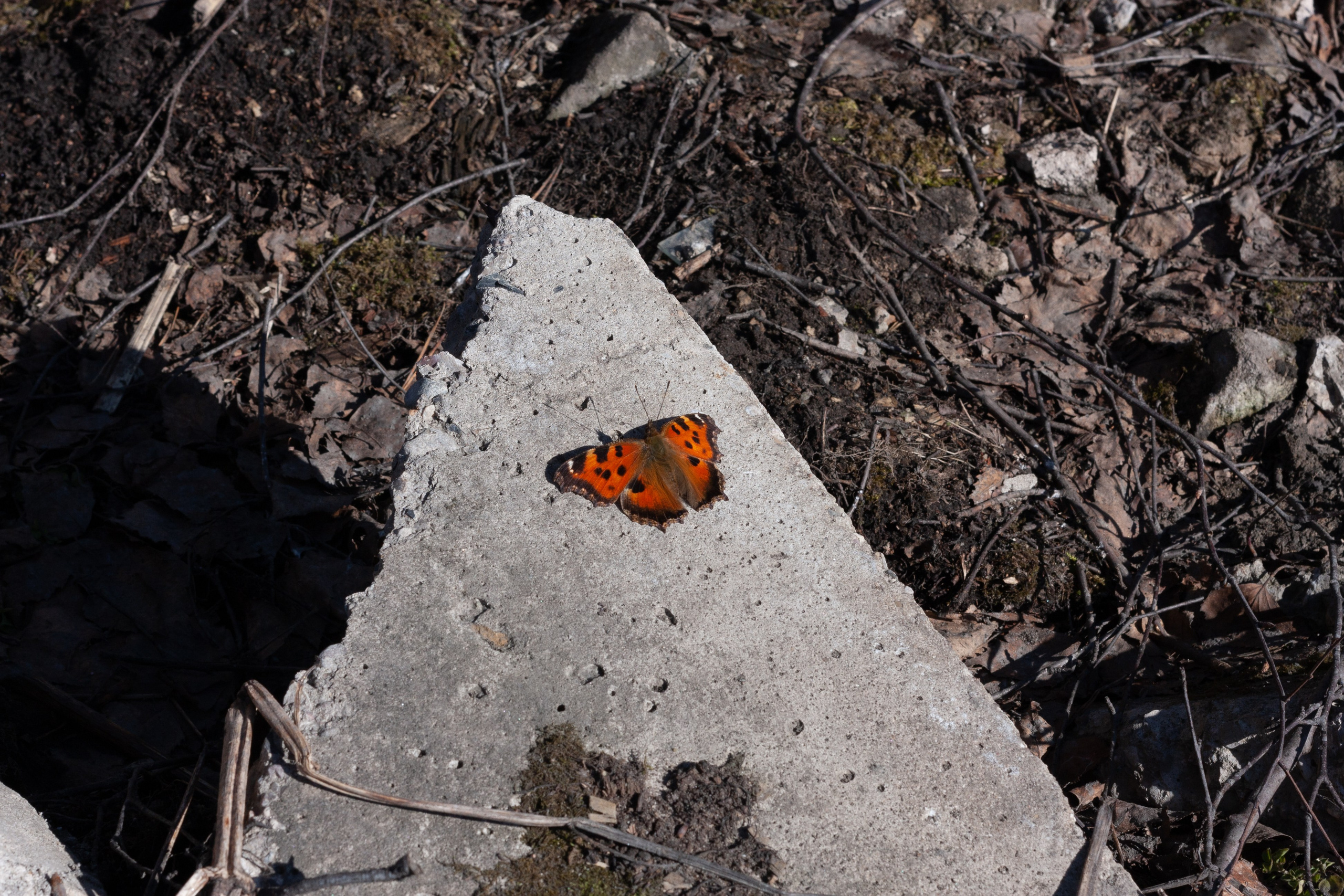 Старое природное, отбирала Katamount (Катерина Горохова). Главная