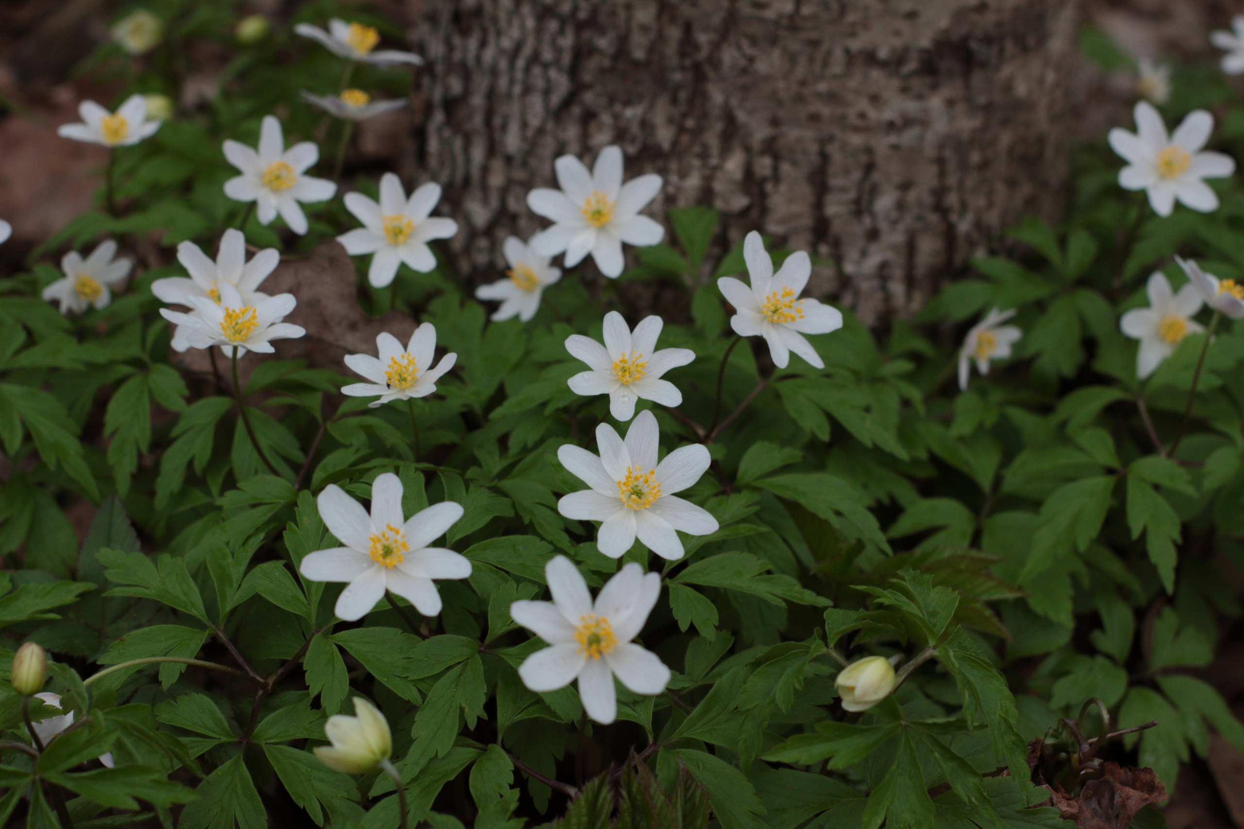 Старое природное, отбирала Katamount (Катерина Горохова). Главная