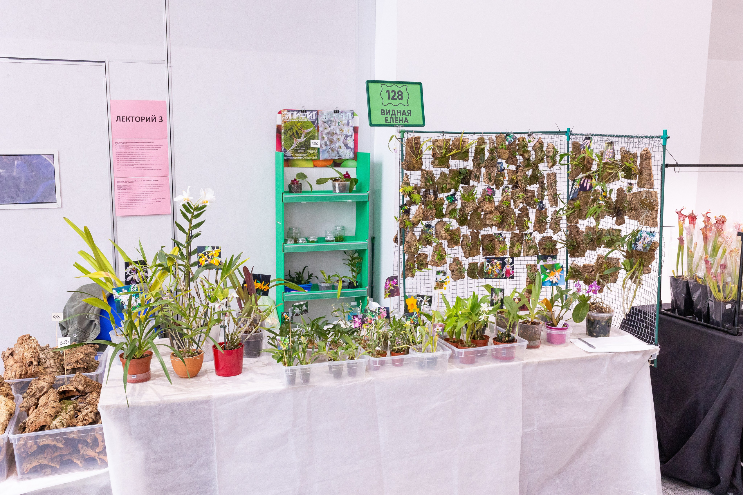 Орхидиум май 2025. Александра Куликова фотограф, Москва