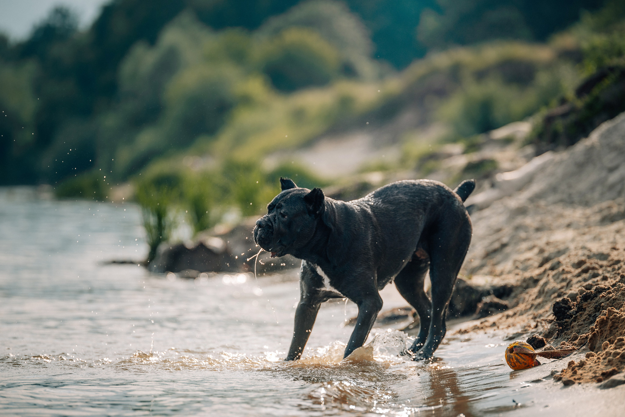 Арина и Николь. Фотограф-анималист Анастасия Парфенова|Екатеринбург