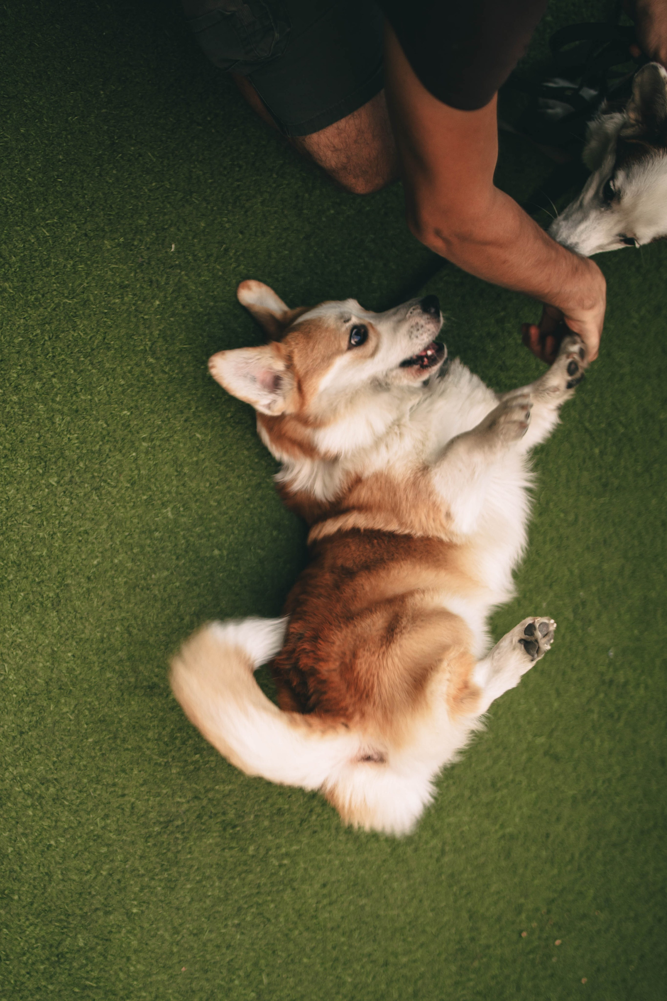 Pet-Party + Live-music |Парк Культуры. Фотограф в Ставрополе Алина Клочкова