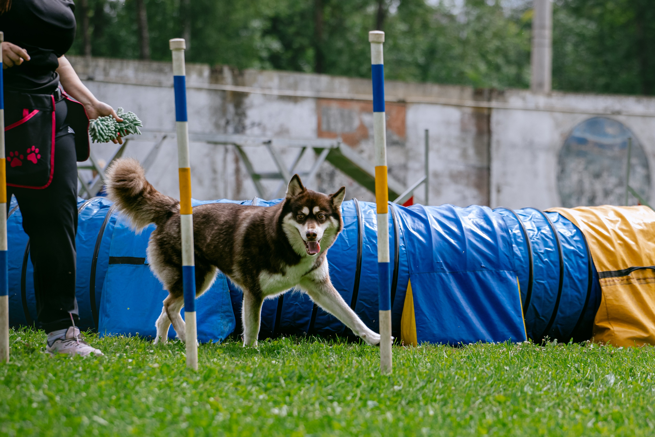 Соревнования по аджилити Долгопрудный 30.06.2025. Фотограф-анималист Татьяна Степанова