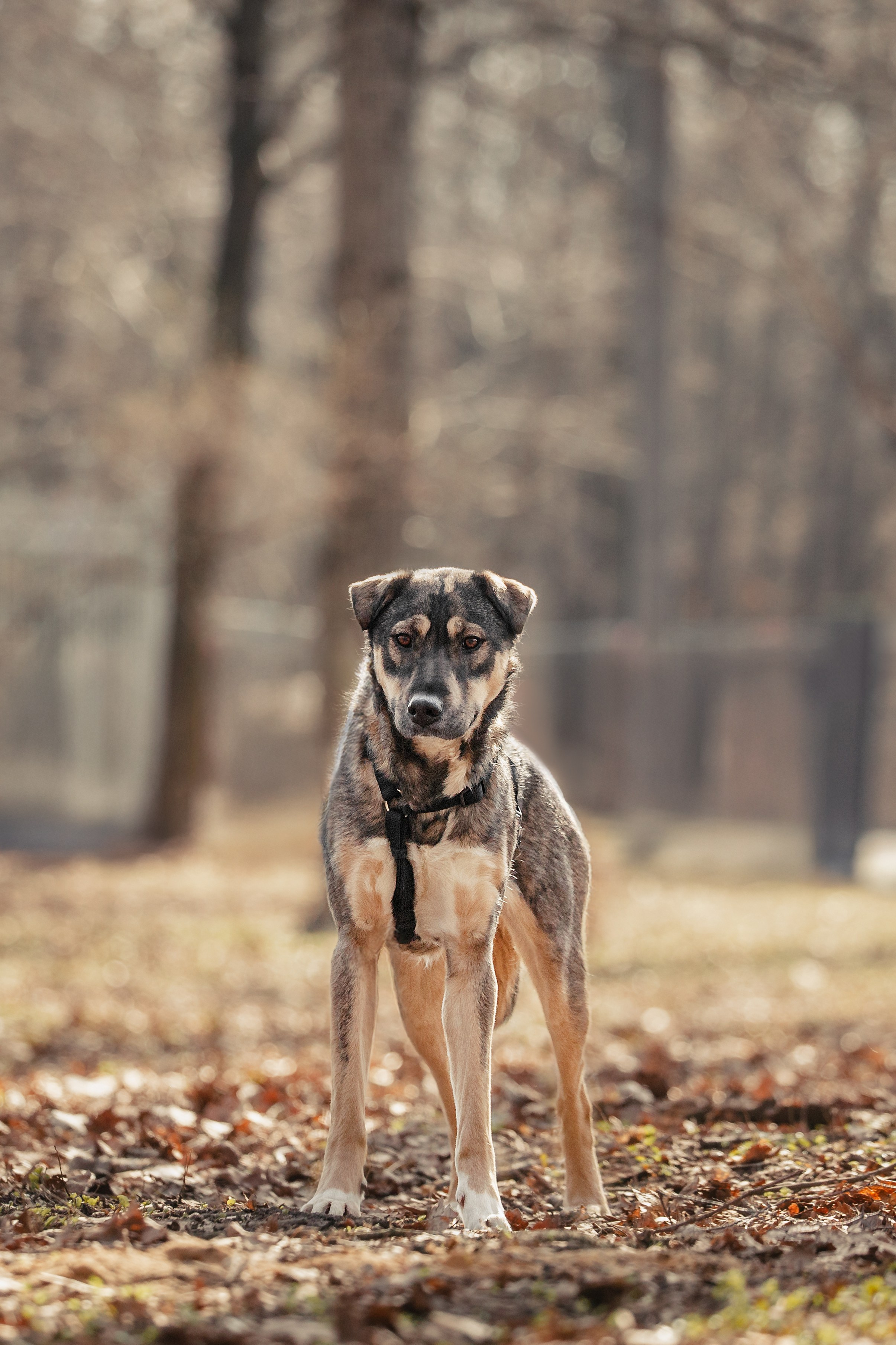 Собаки из приюта Дубовая роща весна 2025. Фотограф-анималист Татьяна Степанова