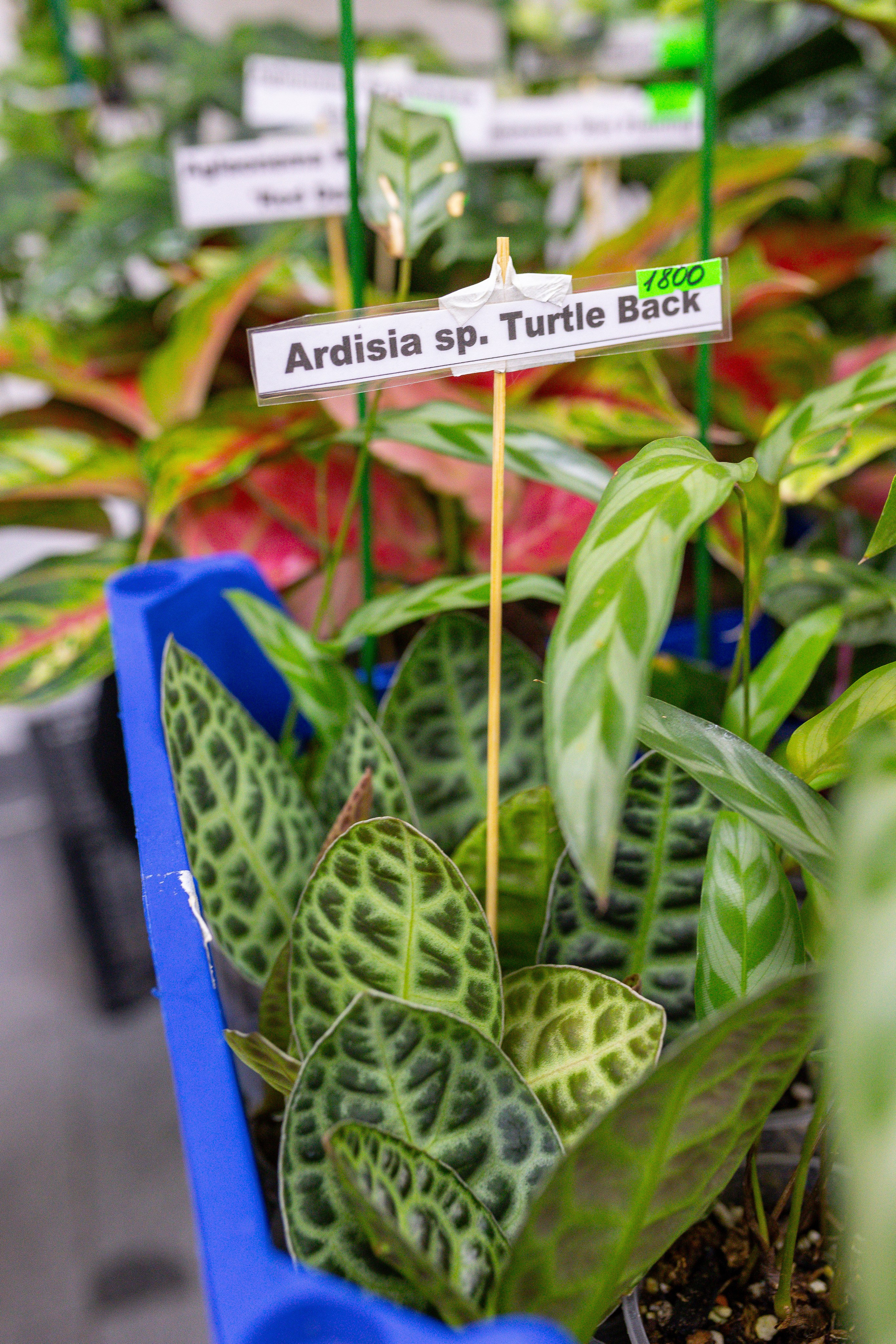 Монстериум 11–12 октября. Александра Куликова фотограф, Москва