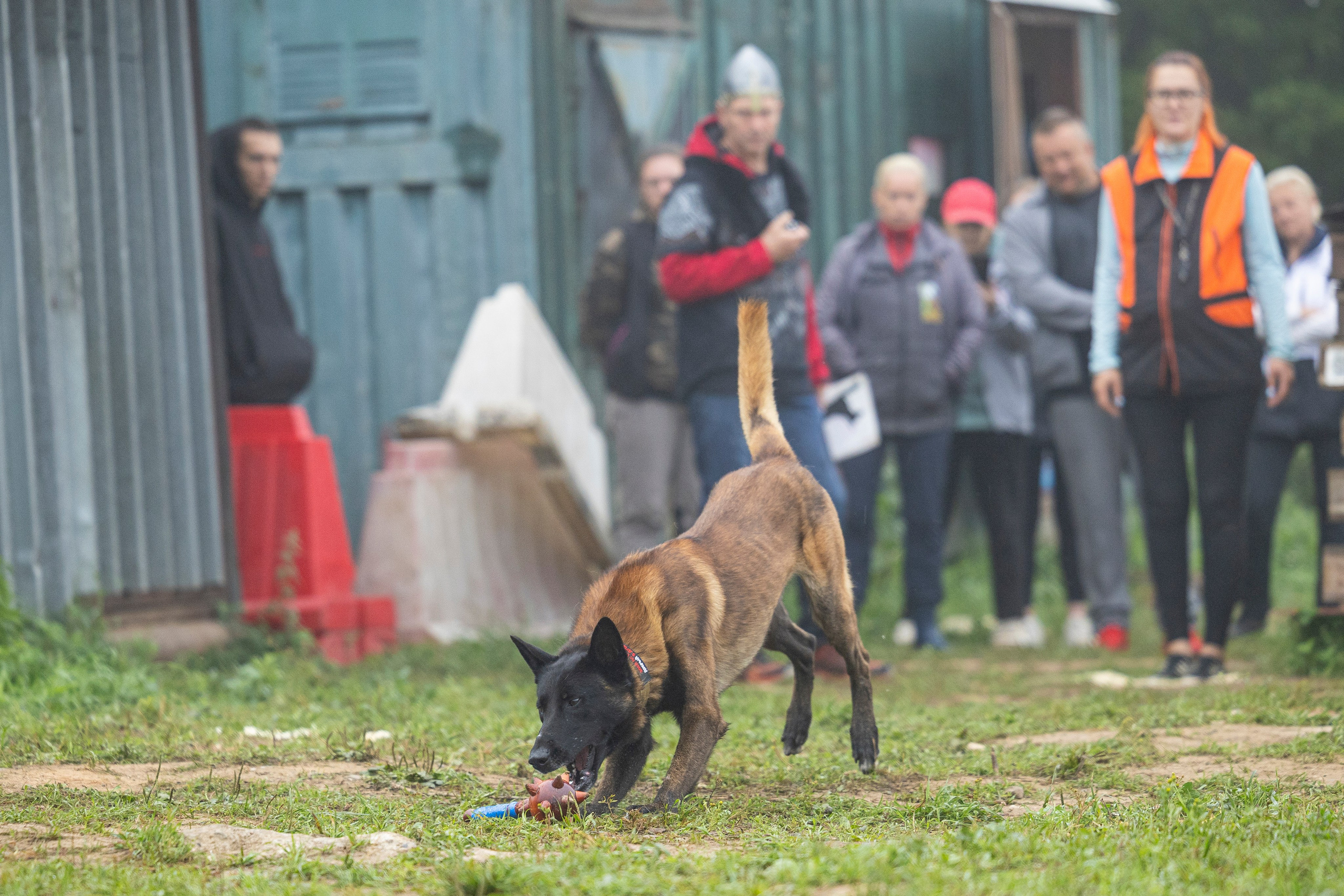 Соревнования по Мондьорингу г. Вологда 10-11.08.2024. Фотограф-анималист Анна Маринич