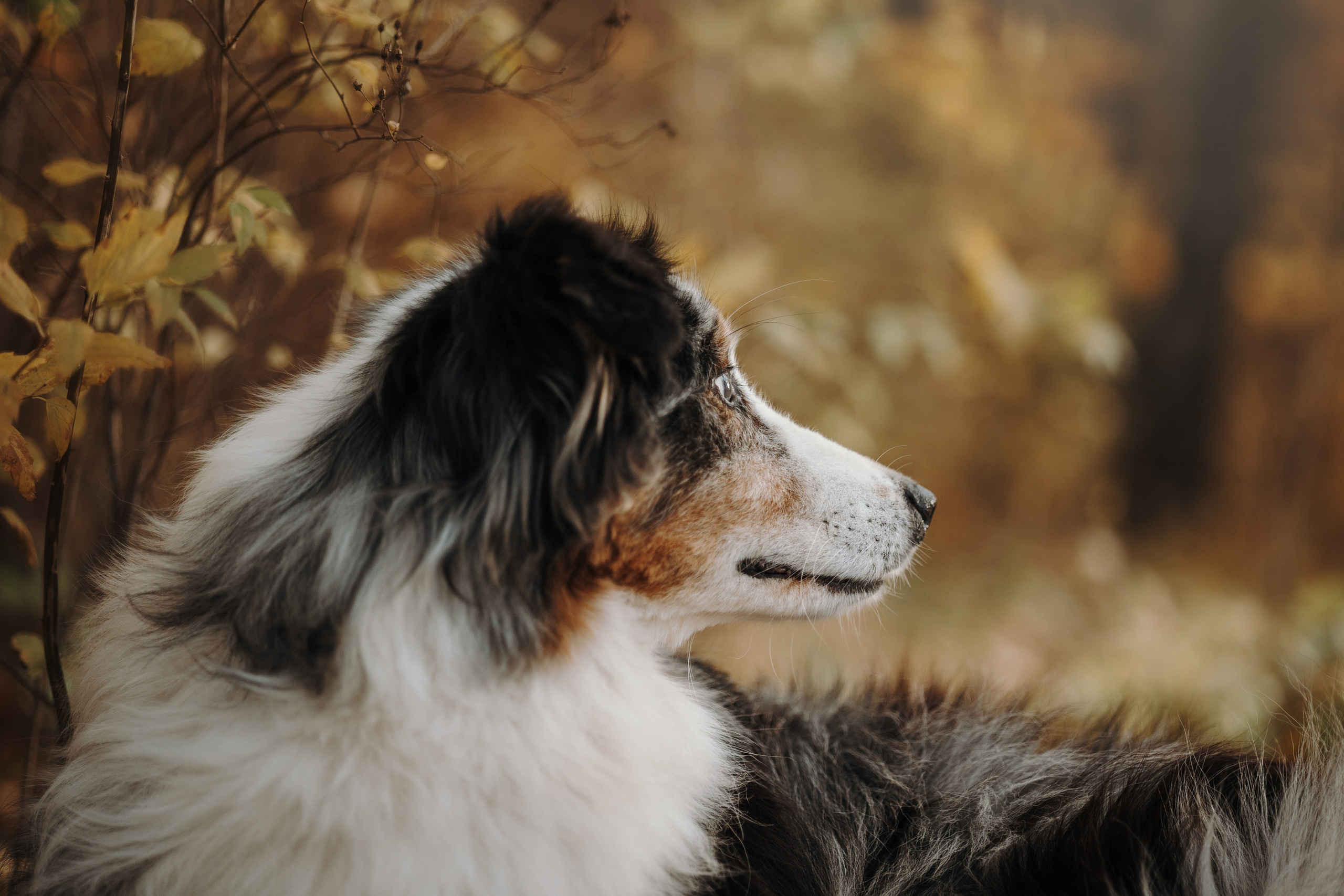 Бэстик и Ирина. Фотограф — Анималист | Санкт-Петербург