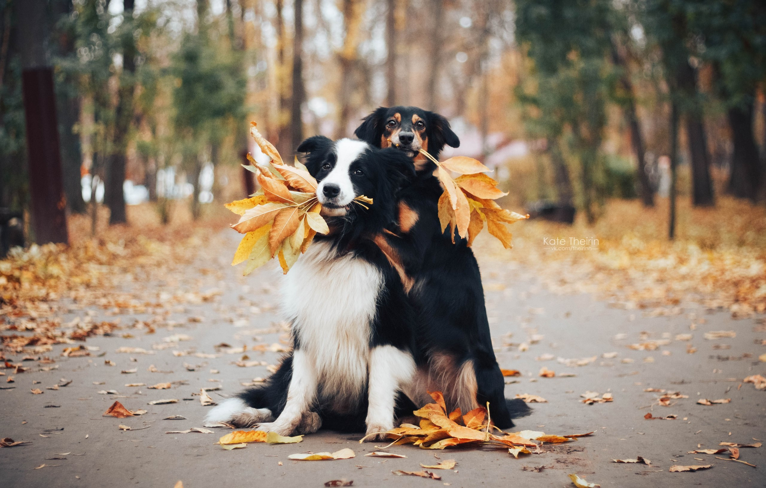 Екатерина Справцева фотограф анималист - портфолио фото. Фотограф Анималист Екатерина Справцева в Нижнем Новгороде