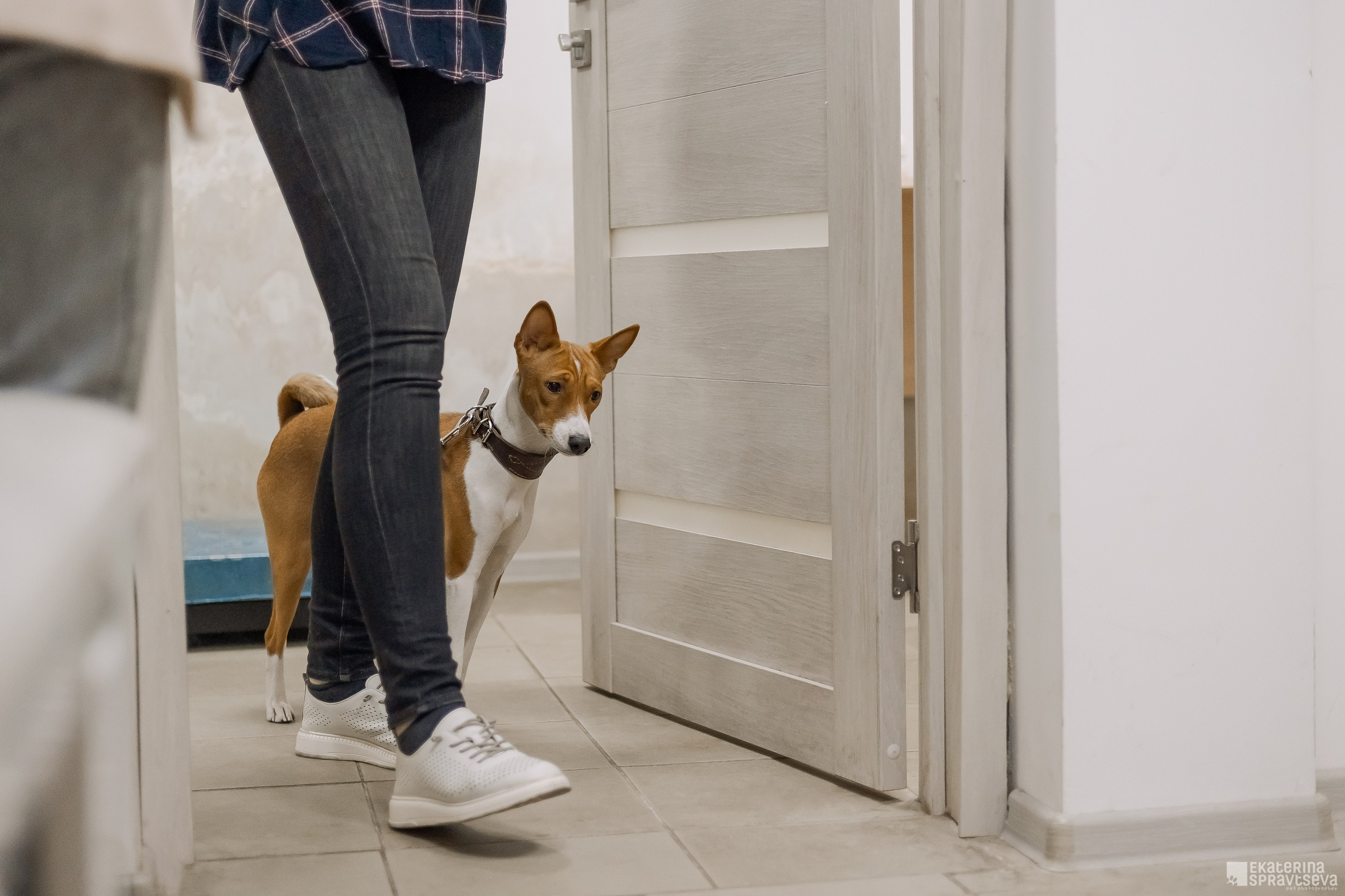 Праздник NoseWork. Фотограф Анималист Екатерина Справцева в Нижнем Новгороде