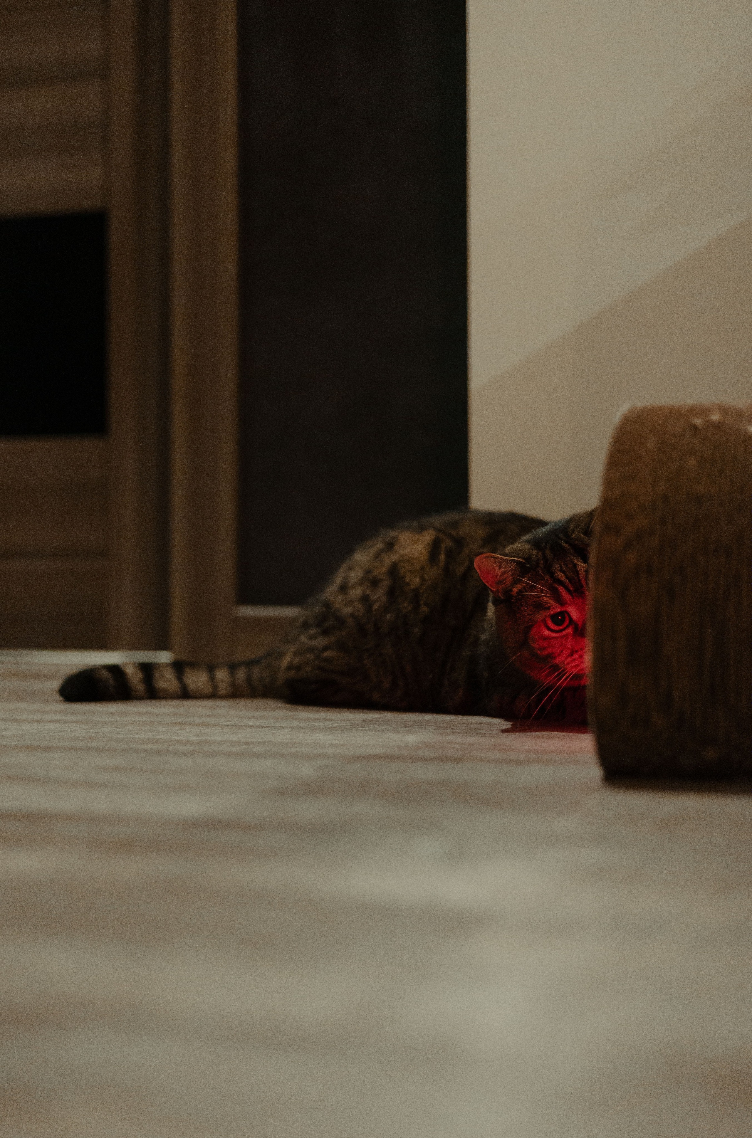 Иксик, Маффин и Надя. Фотограф Анималист Екатерина Справцева в Нижнем Новгороде