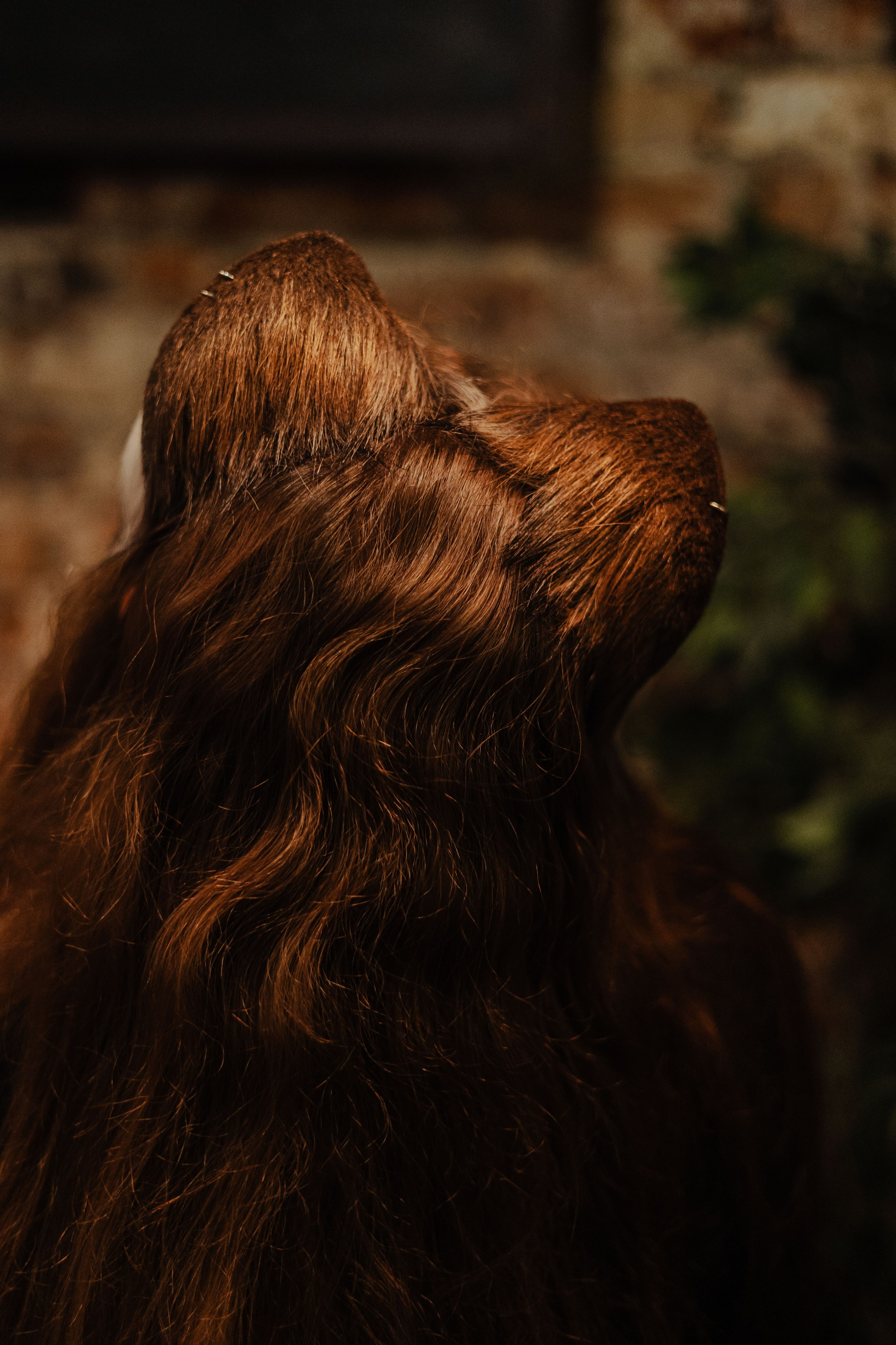 Арт-Маркет ВОЛЧОК. Фотограф Анималист Екатерина Справцева в Нижнем Новгороде