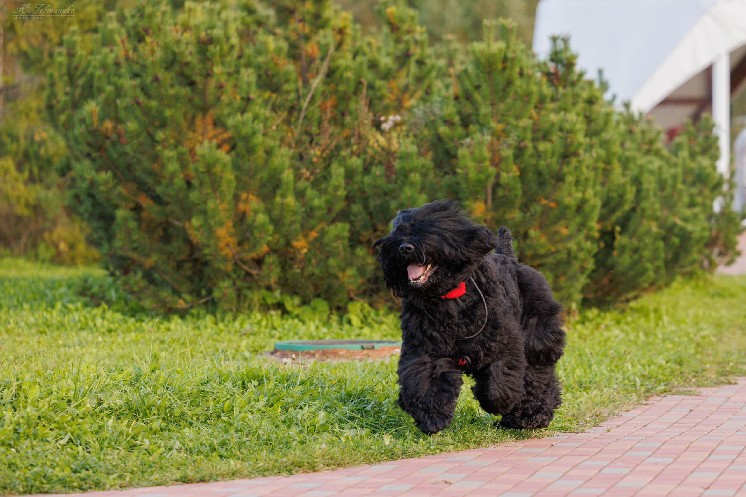 Переславль 5-7.08.2025. Фотограф-анималист Юлия Германика